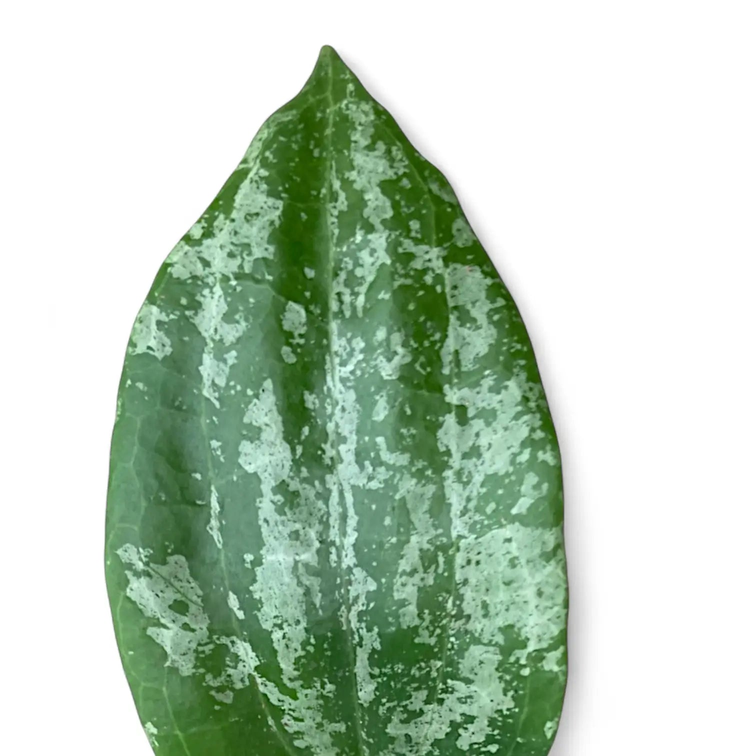 Hoya latifolia 'Silver' – Blattdetail vor weißem Hintergrund..