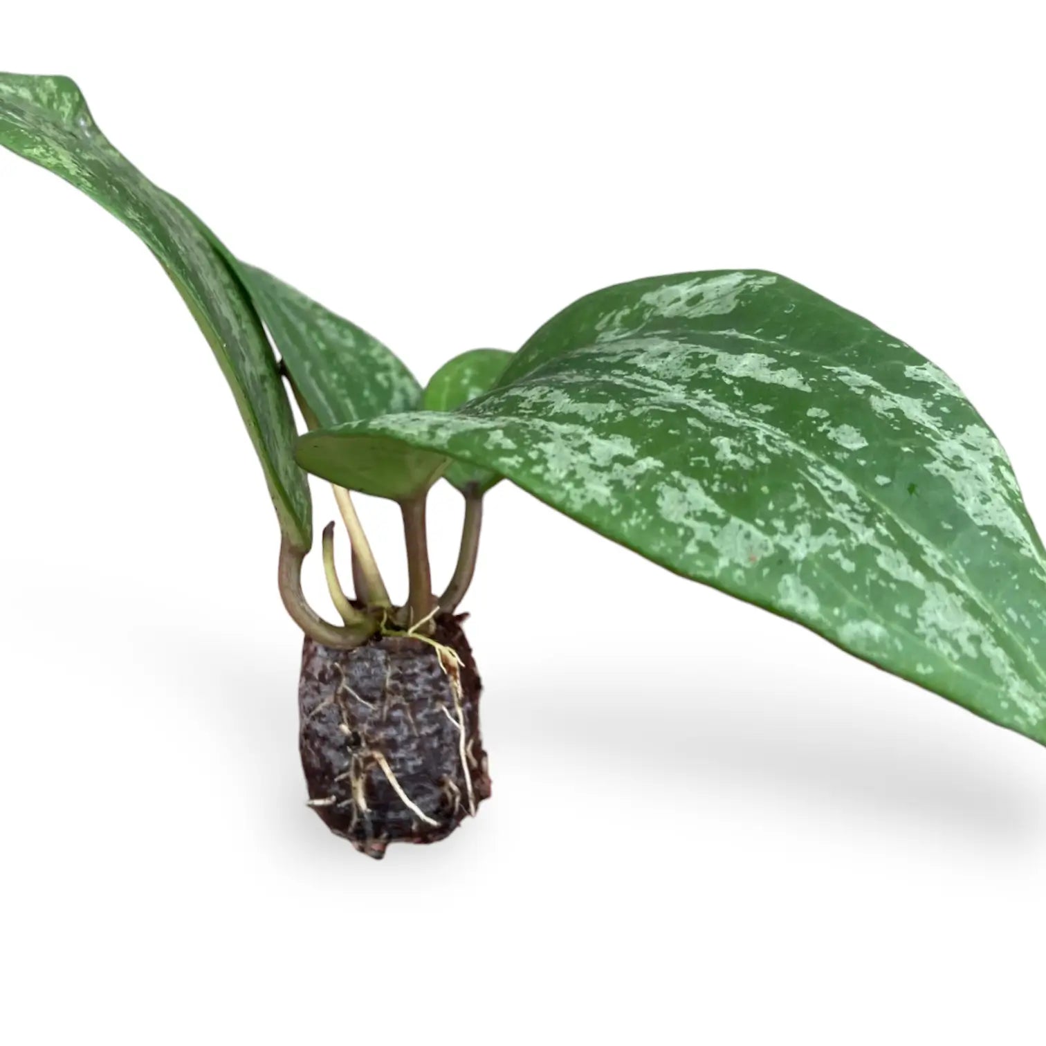 Hoya latifolia 'Silver' Zimmerpflanze im Anzuchttopf vor weißem Hintergrund, Produktfoto 3.