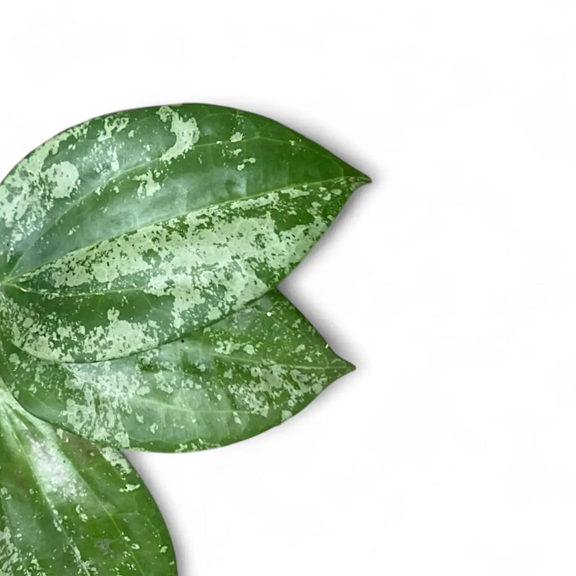Hoya latifolia sp. Indonesia 'Silver Splash' leaf close-up on white background.