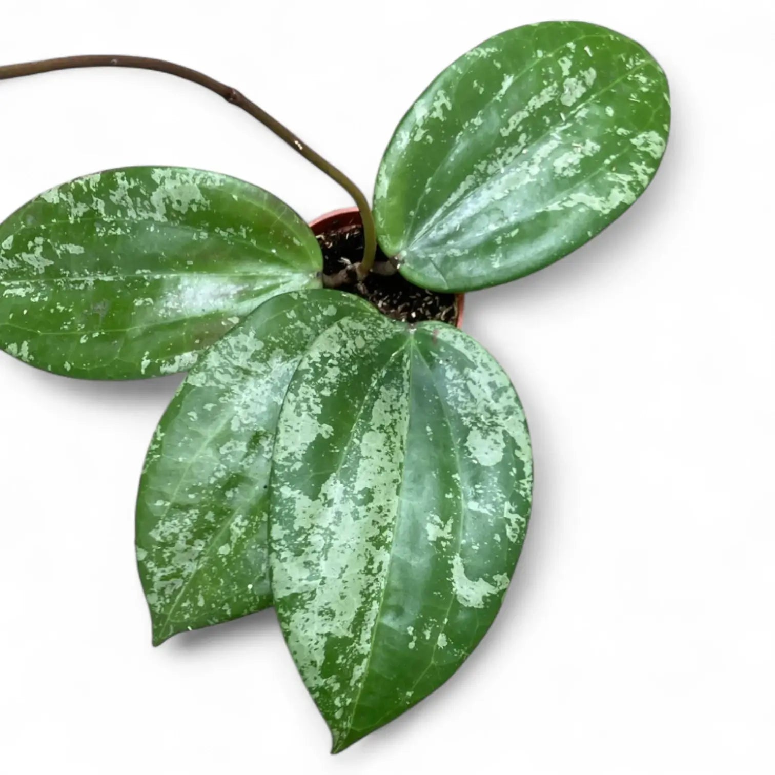 Hoya latifolia sp. Indonesia 'Silver Splash' potted houseplant in nursery pot on white background, product photo 3.