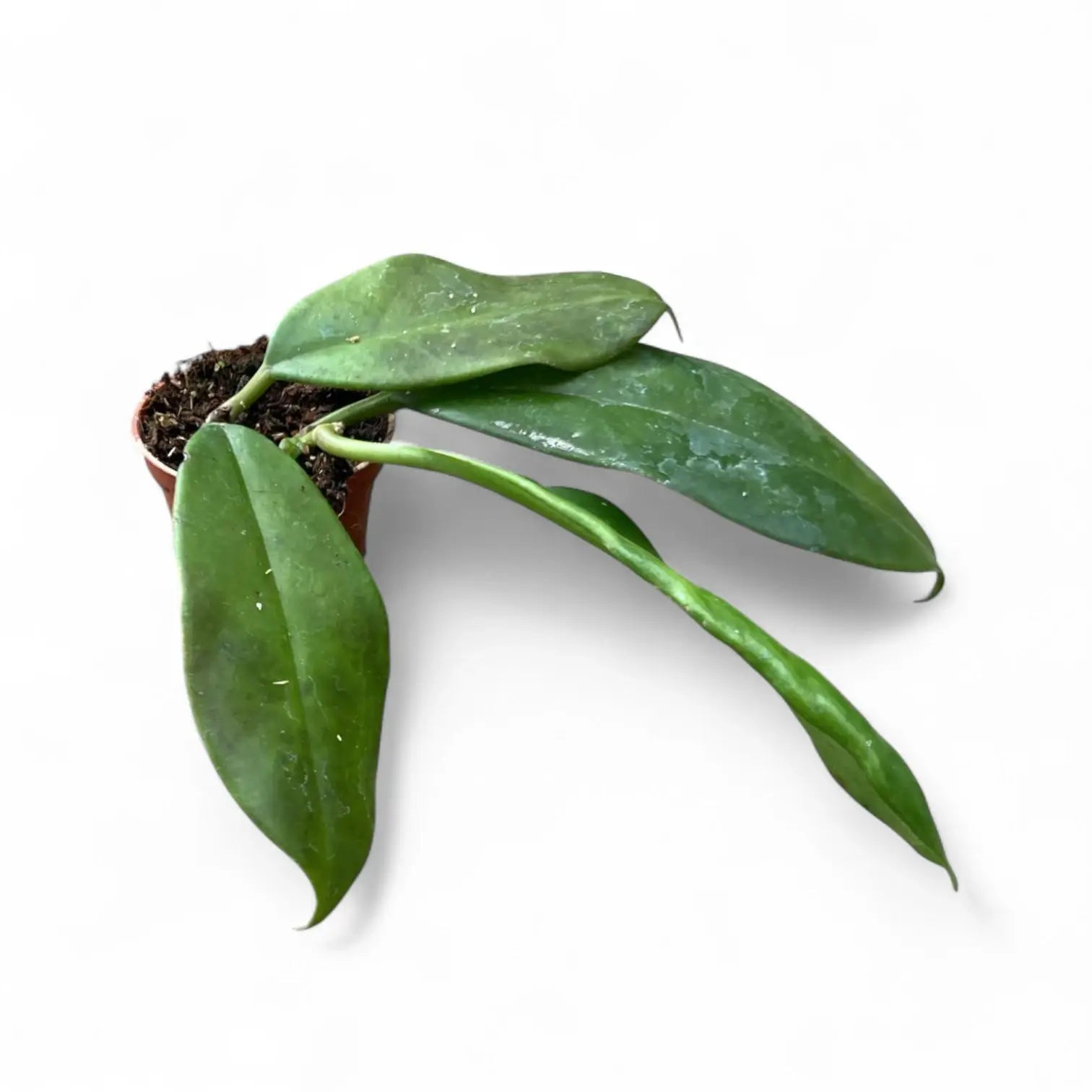 Hoya maingayi potted houseplant in nursery pot on white background, product photo 2.