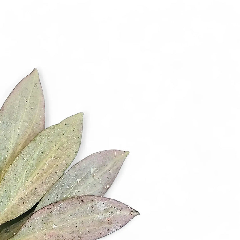Hoya nicholsoniae 'New Guinea Ghost' leaf close-up on white background.