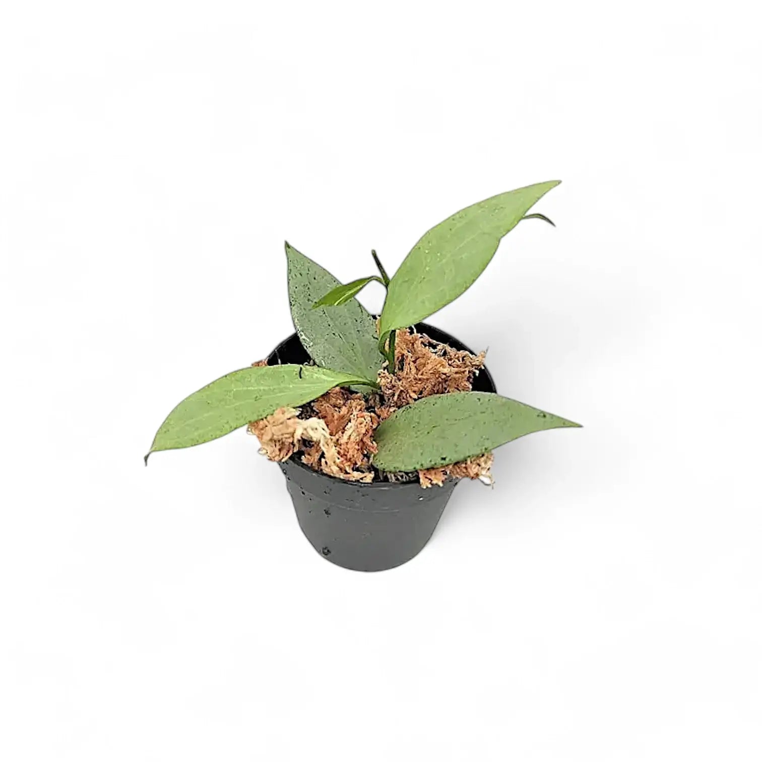 Hoya nicholsoniae 'New Guinea Ghost' Zimmerpflanze im Anzuchttopf vor weißem Hintergrund, Produktfoto 2.