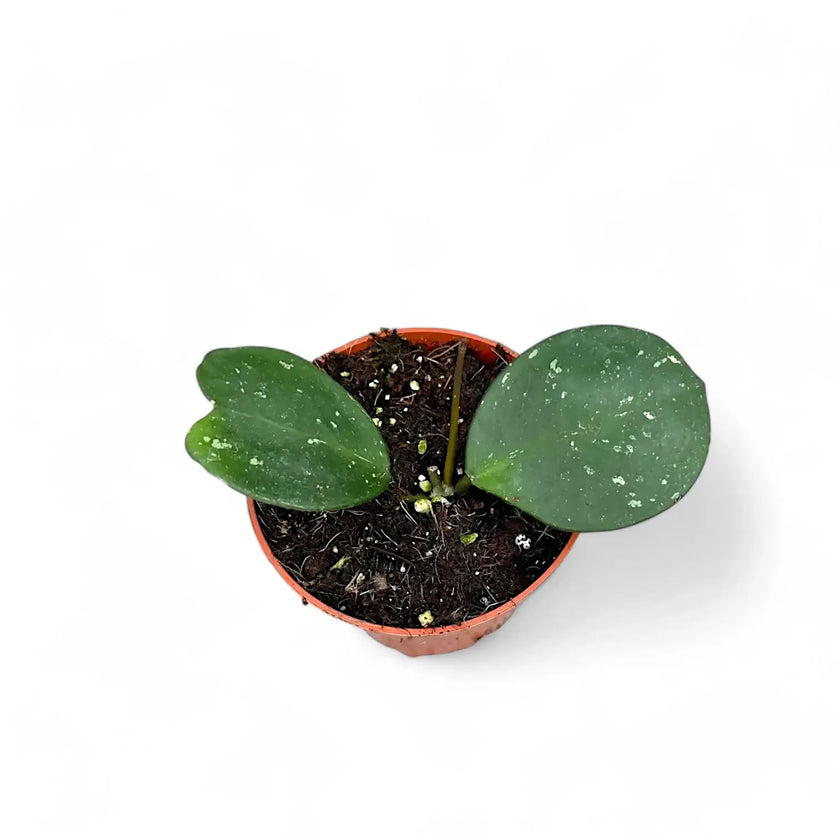 Hoya obovata potted houseplant in nursery pot on white background, product photo 2.