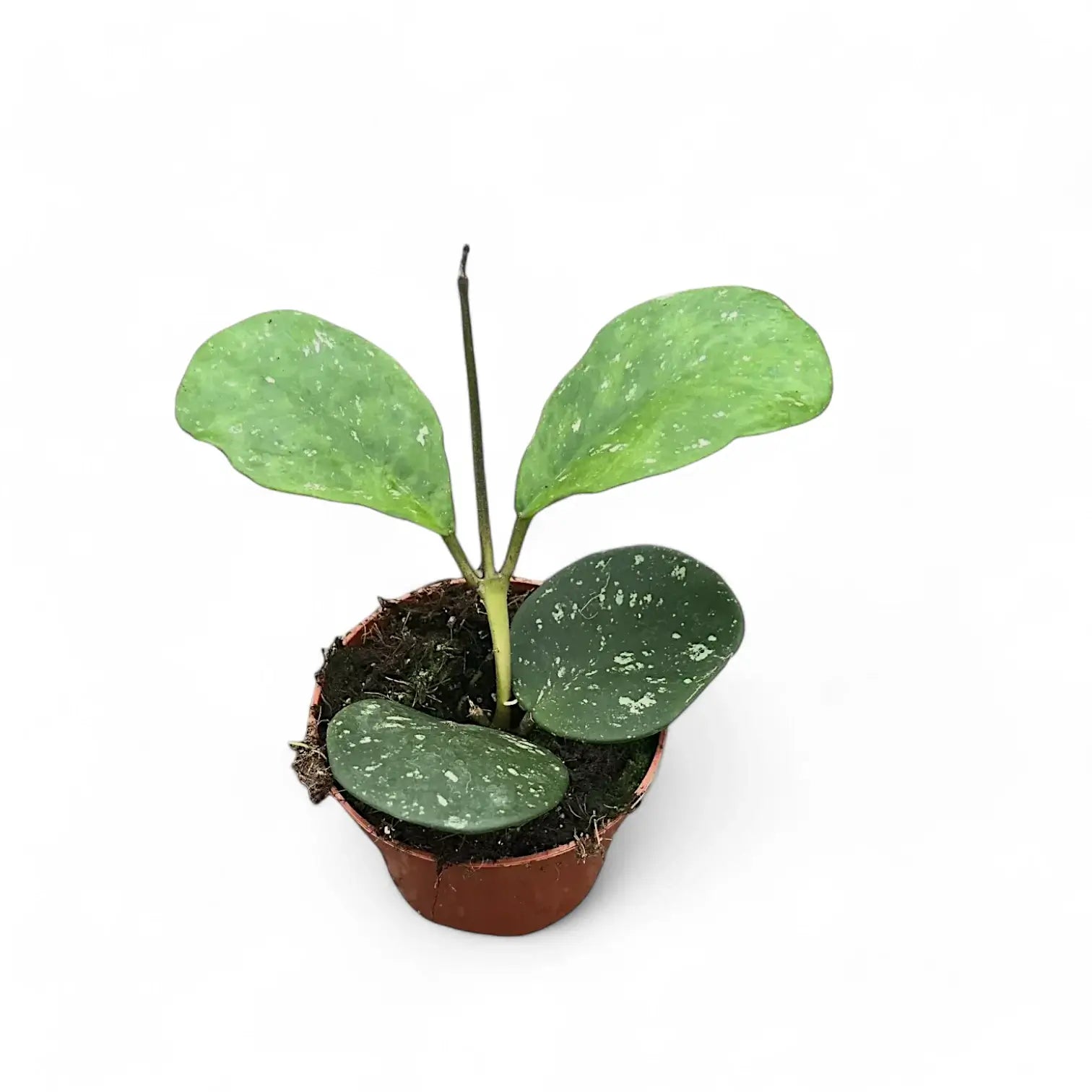 Hoya obovata potted houseplant in nursery pot on white background, product photo 4.