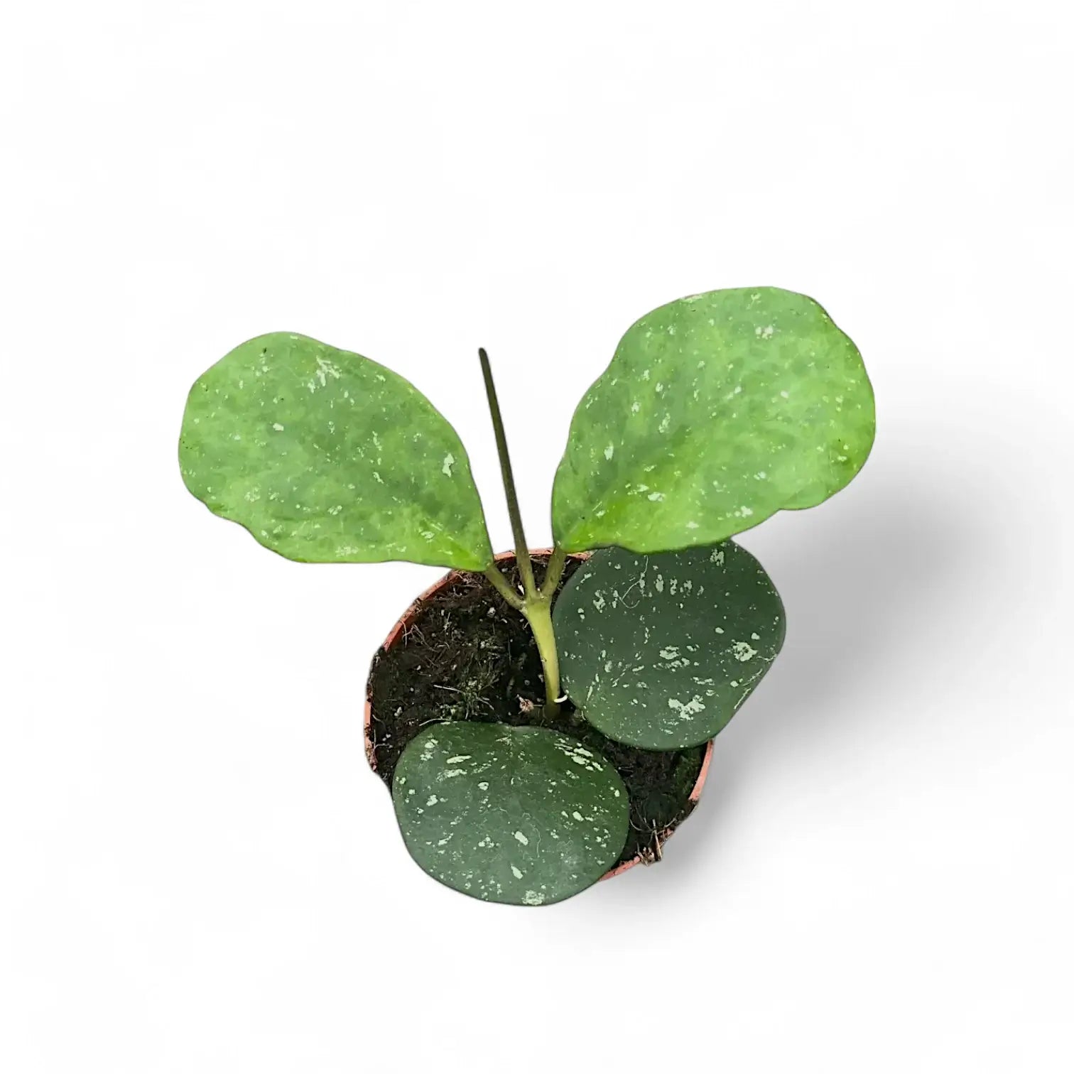 Hoya obovata potted houseplant in nursery pot on white background, product photo 5.