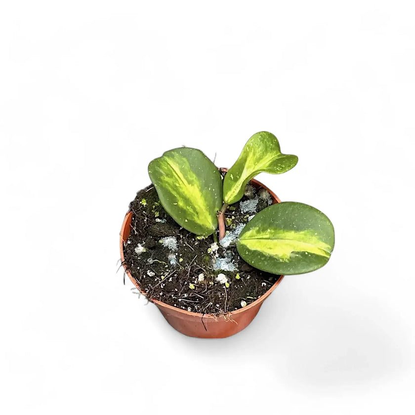 Hoya obovata variegata potted houseplant in nursery pot on white background, product photo 2.