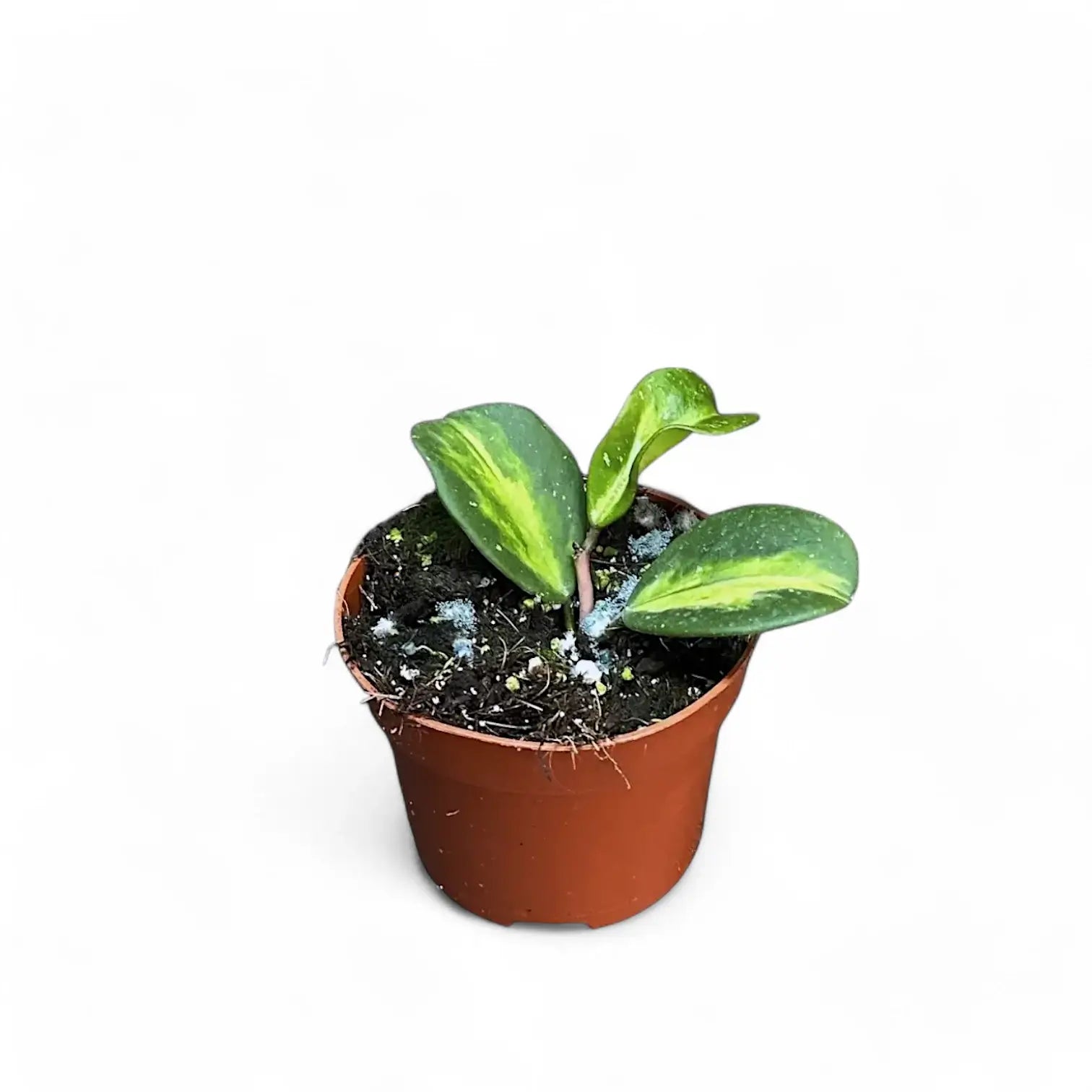 Hoya obovata variegata potted houseplant in nursery pot on white background, product photo 3.