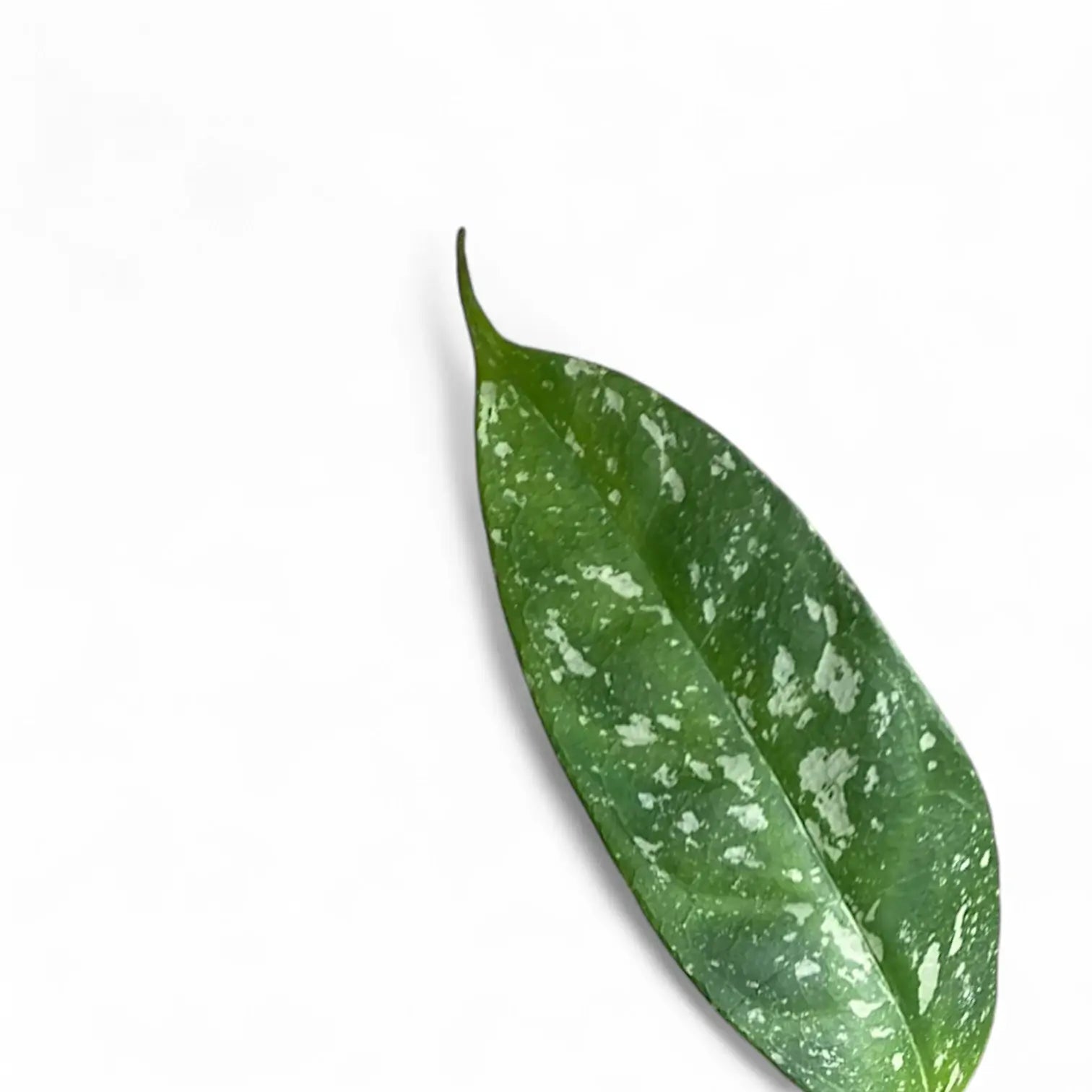 Hoya occultata 'Splash' leaf close-up on white background.