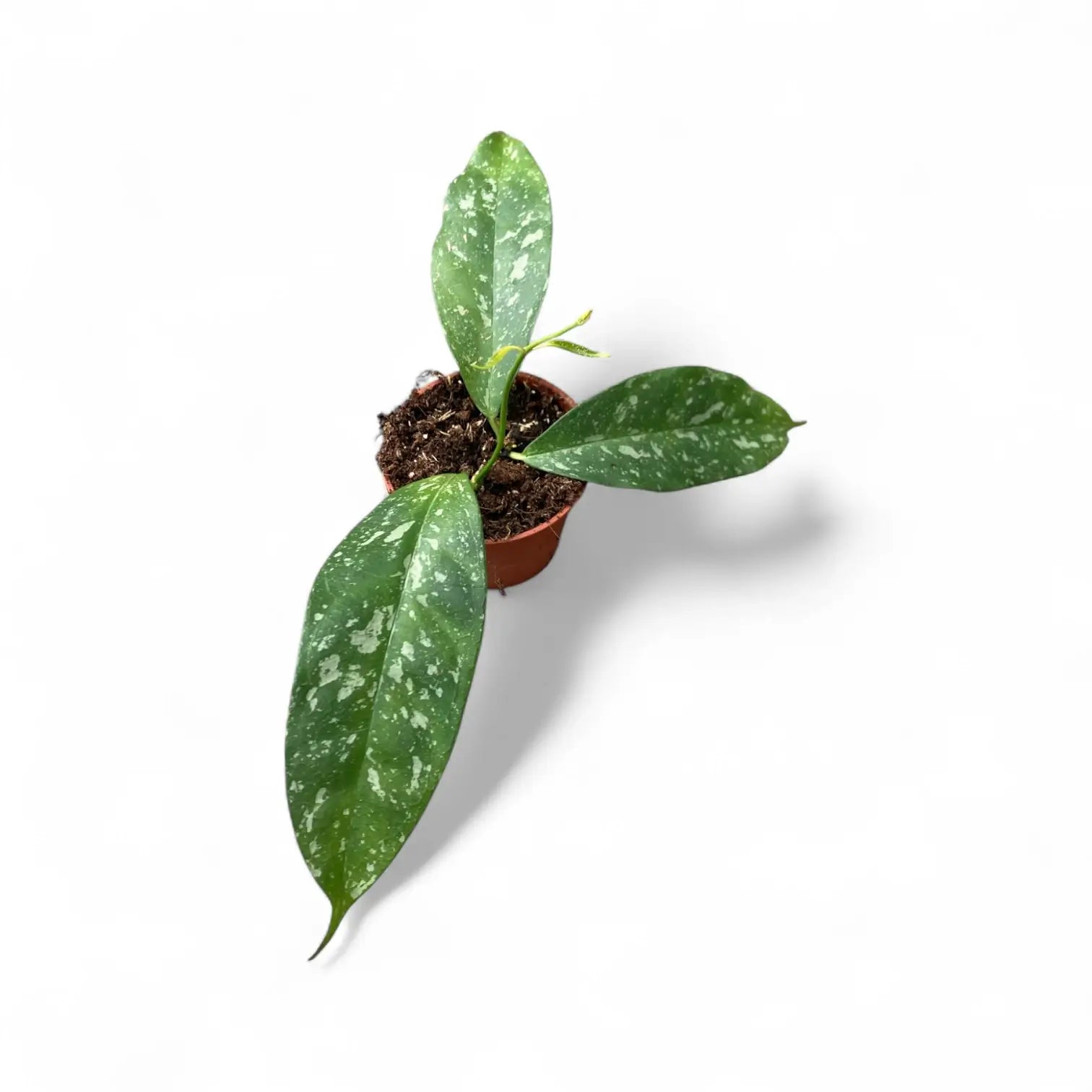 Hoya occultata 'Splash' potted houseplant in nursery pot on white background, product photo 2.