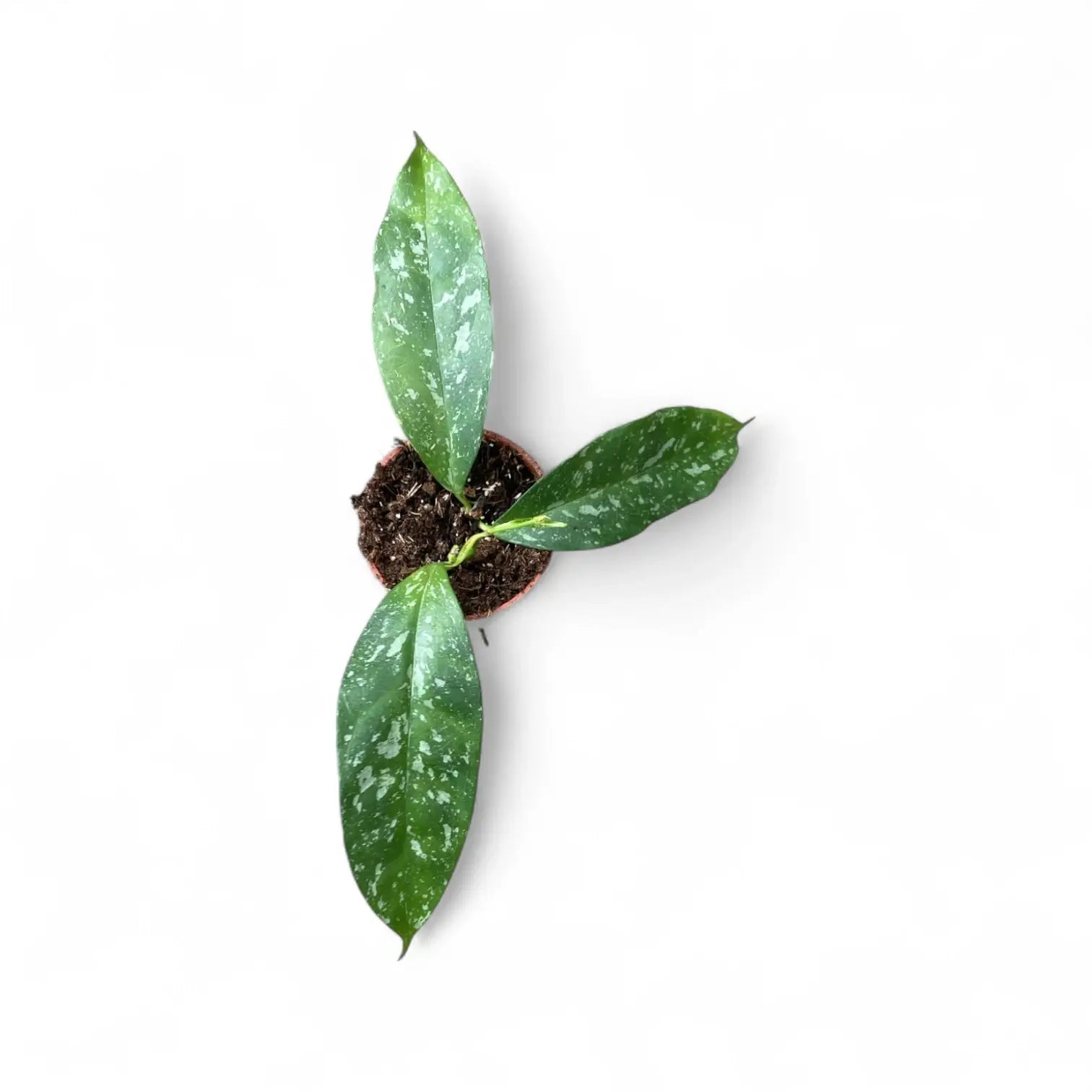 Hoya occultata 'Splash' potted houseplant in nursery pot on white background, product photo 3.