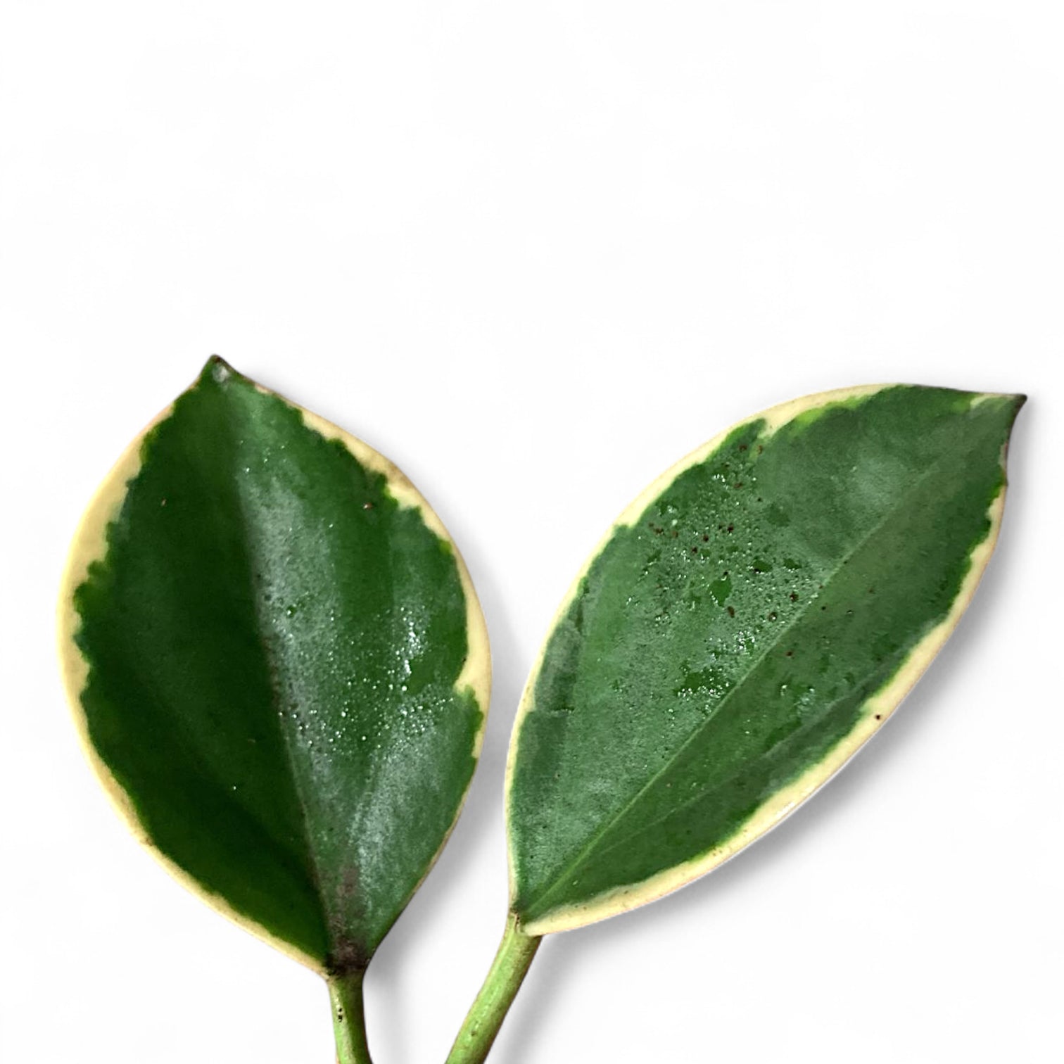 Hoya pachyclada 'New Moon' – Blattdetail vor weißem Hintergrund..