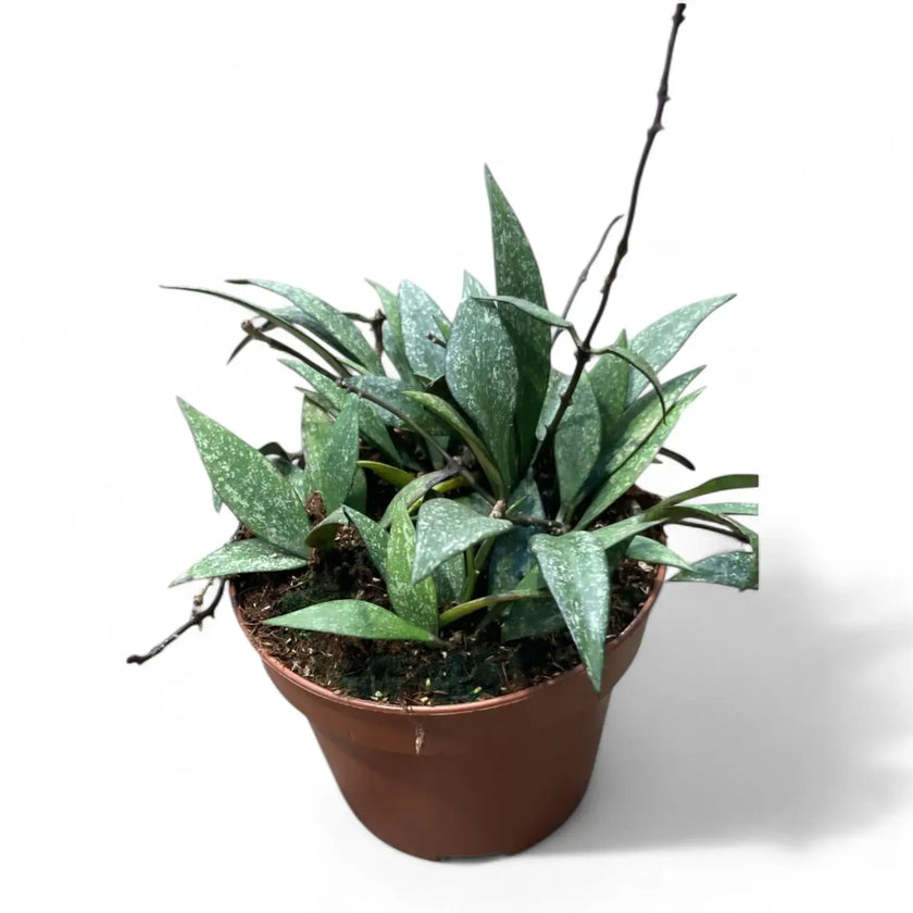 Hoya parviflora 'Splash' potted houseplant in nursery pot on white background, product photo 2.