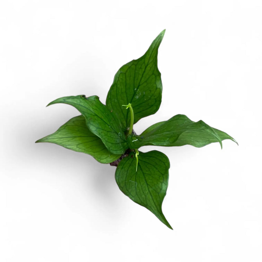 Hoya polyneura potted houseplant in nursery pot on white background, product photo 2.
