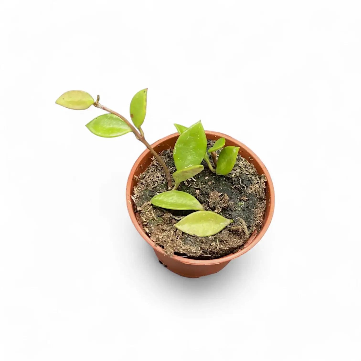 Hoya pubera (syn. Hoya picta) potted houseplant in nursery pot on white background, product photo 2.