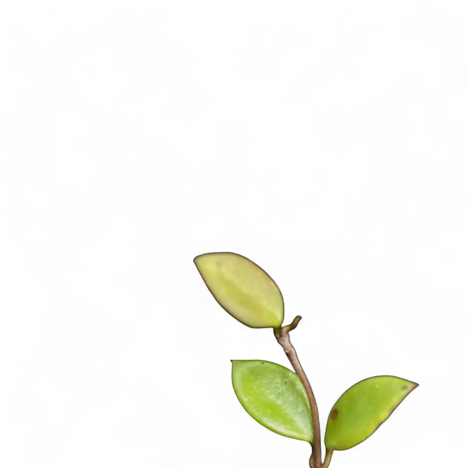 Hoya pubera (syn. Hoya picta) potted houseplant in nursery pot on white background, product photo 3.