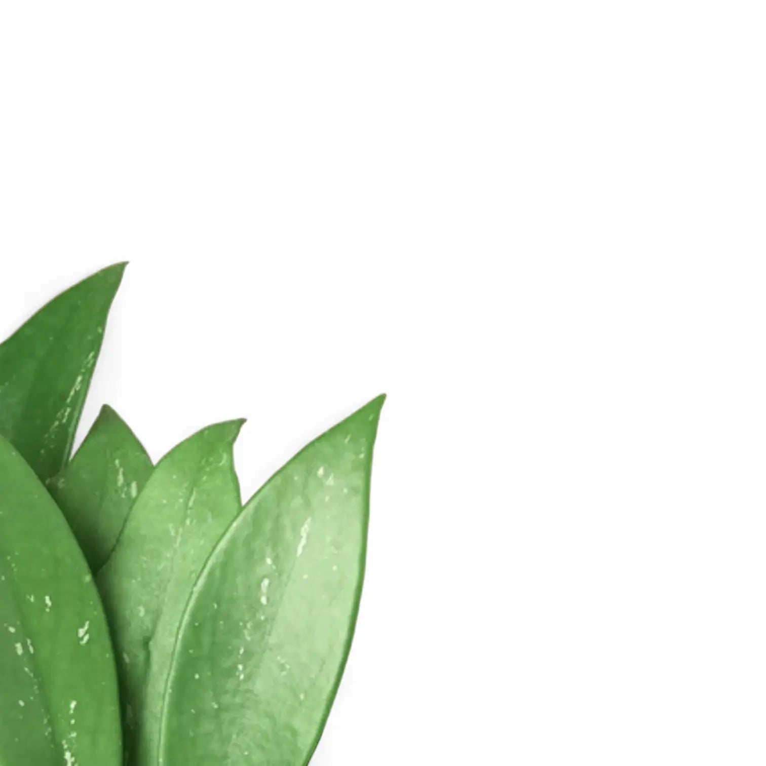 Hoya pubicalyx leaf close-up on white background.