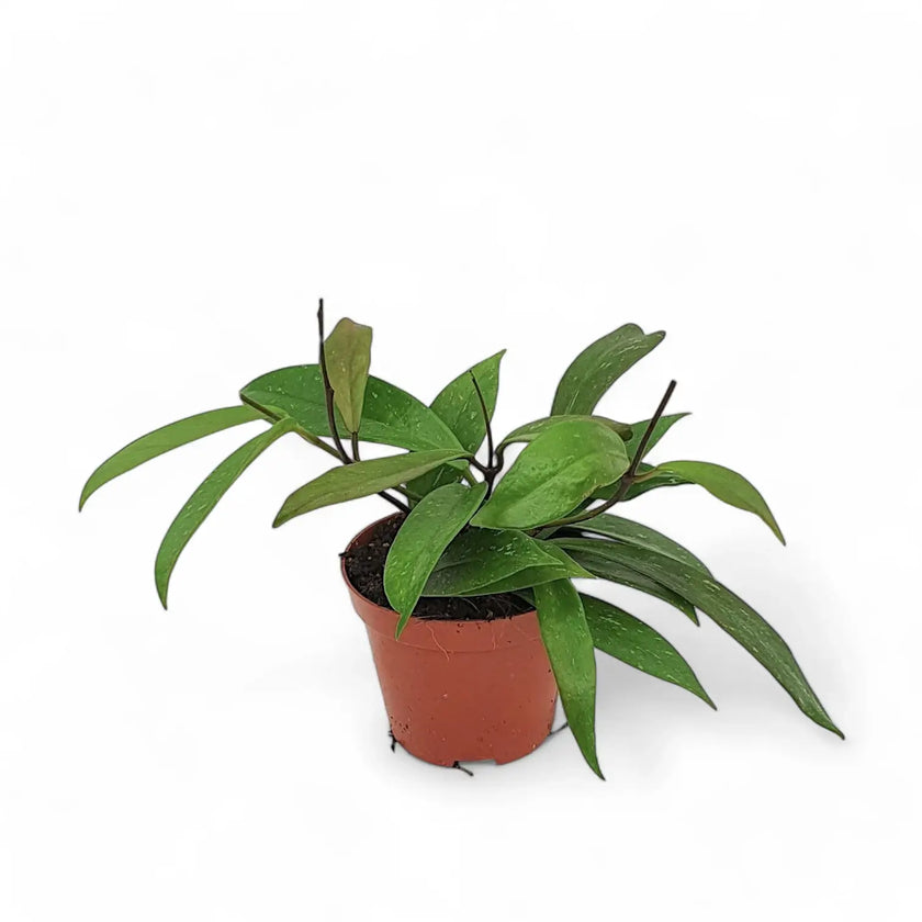 Hoya pubicalyx potted houseplant in nursery pot on white background, product photo 2.