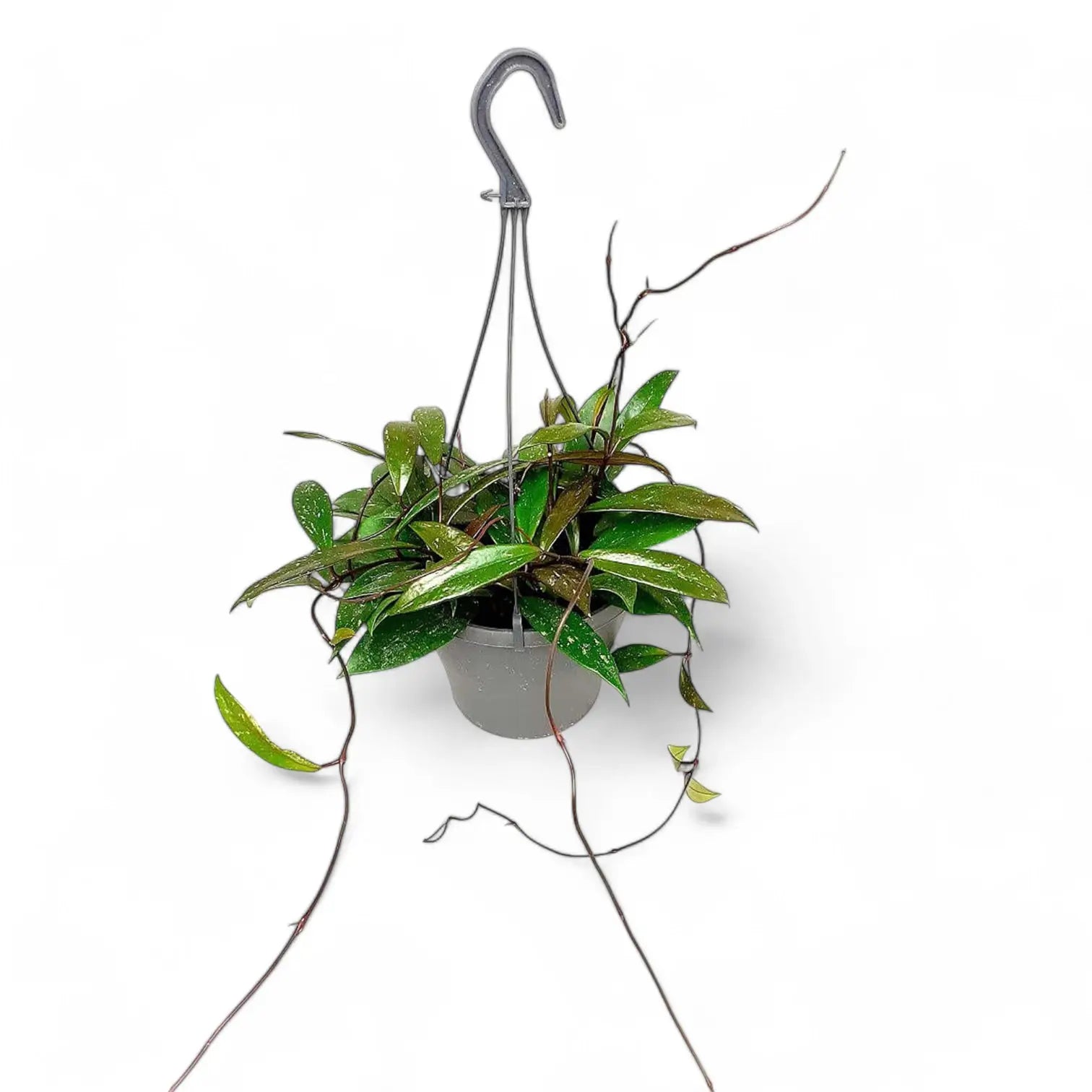 Hoya pubicalyx potted houseplant in nursery pot on white background, product photo 3.