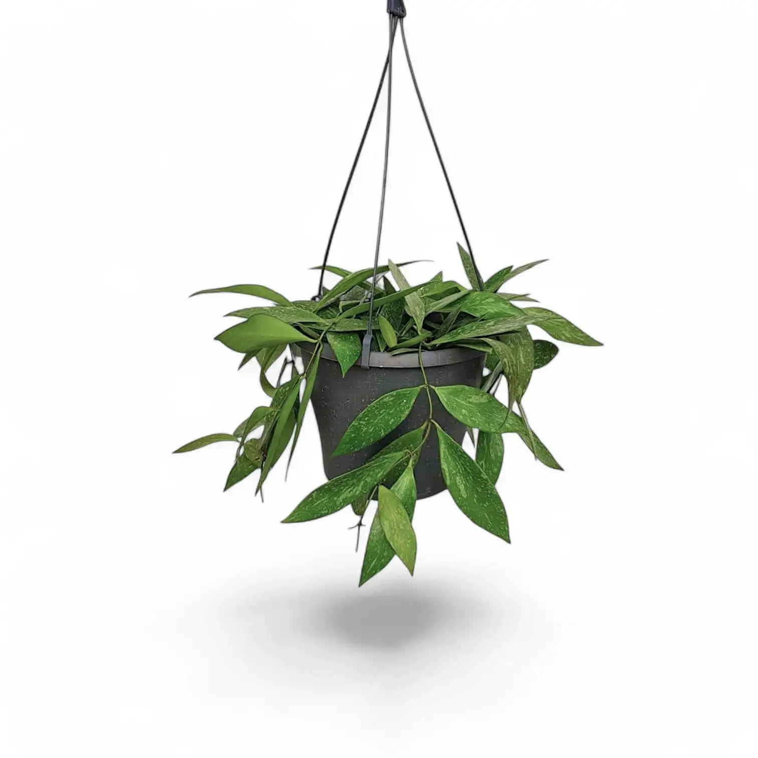 Hoya pubicalyx potted houseplant in nursery pot on white background, product photo 4.