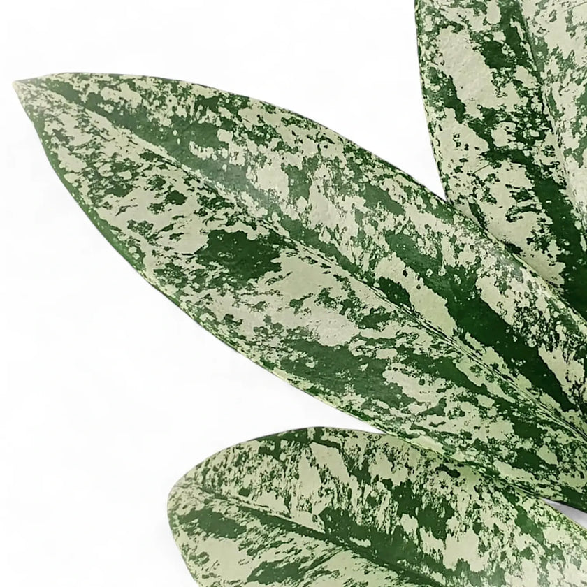 Hoya pubicalyx 'Silver Splash' ('Silver Spot') leaf close-up on white background.