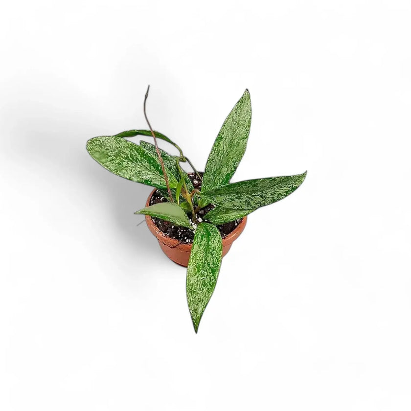 Hoya pubicalyx 'Silver Splash' ('Silver Spot') potted houseplant in nursery pot on white background, product photo 2.