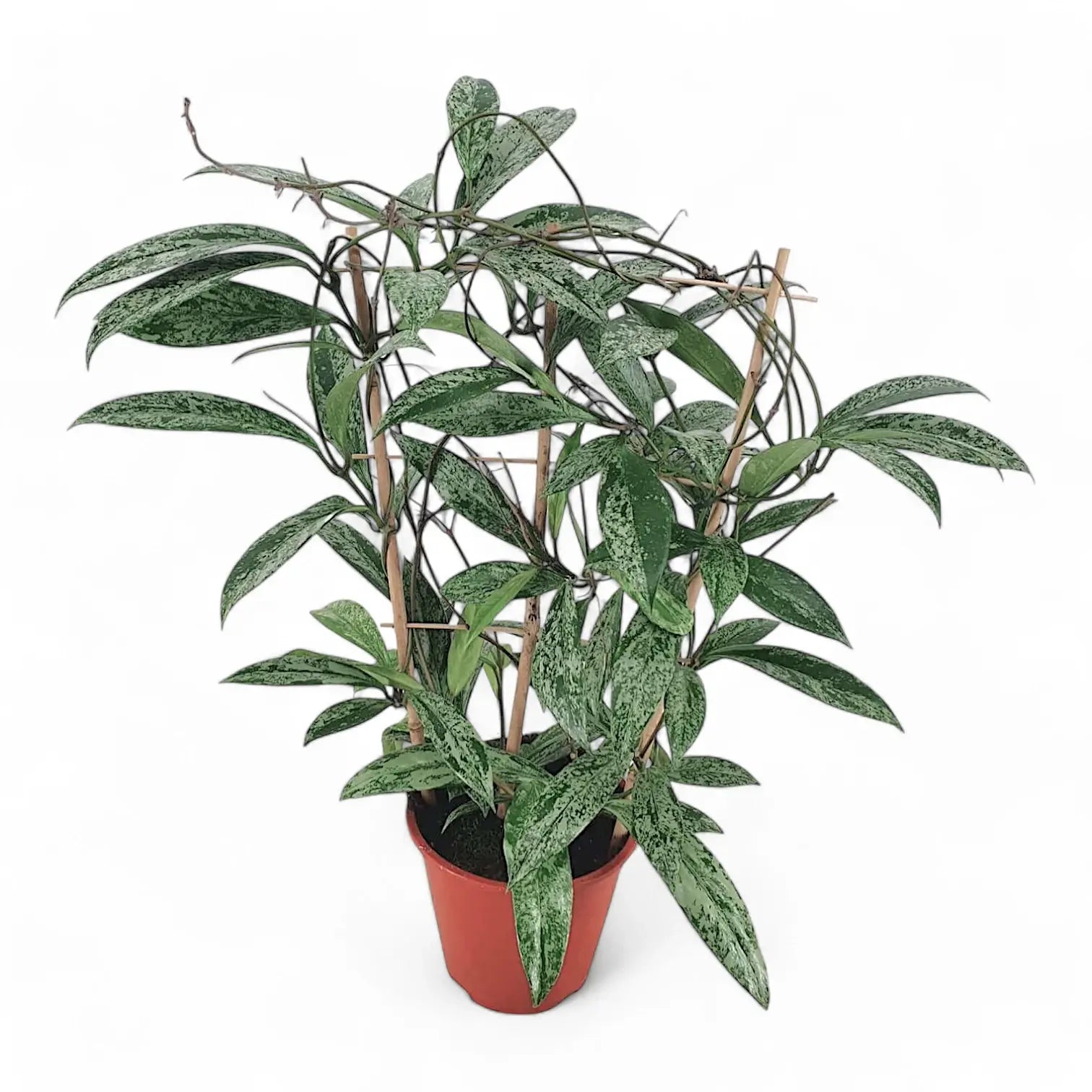 Hoya pubicalyx 'Silver Splash' ('Silver Spot') Zimmerpflanze im Anzuchttopf vor weiĂźem Hintergrund, Produktfoto 3.