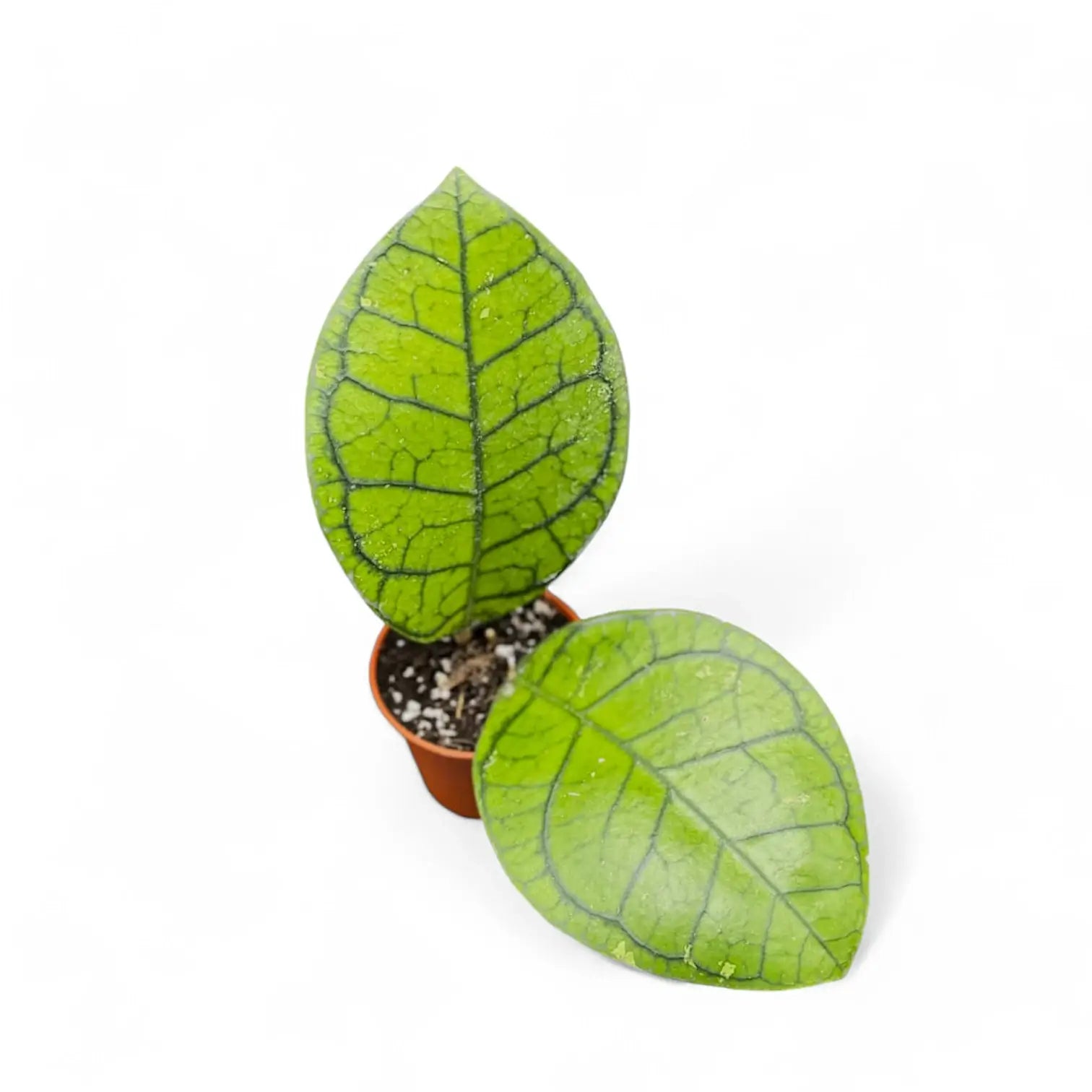 Hoya ranauensis potted houseplant in nursery pot on white background, product photo 3.