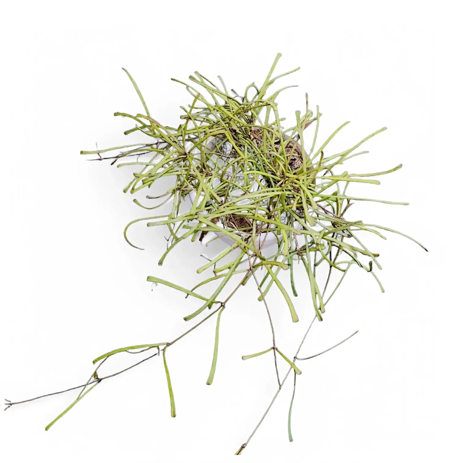 Hoya retusa potted houseplant in nursery pot on white background, product photo 8.