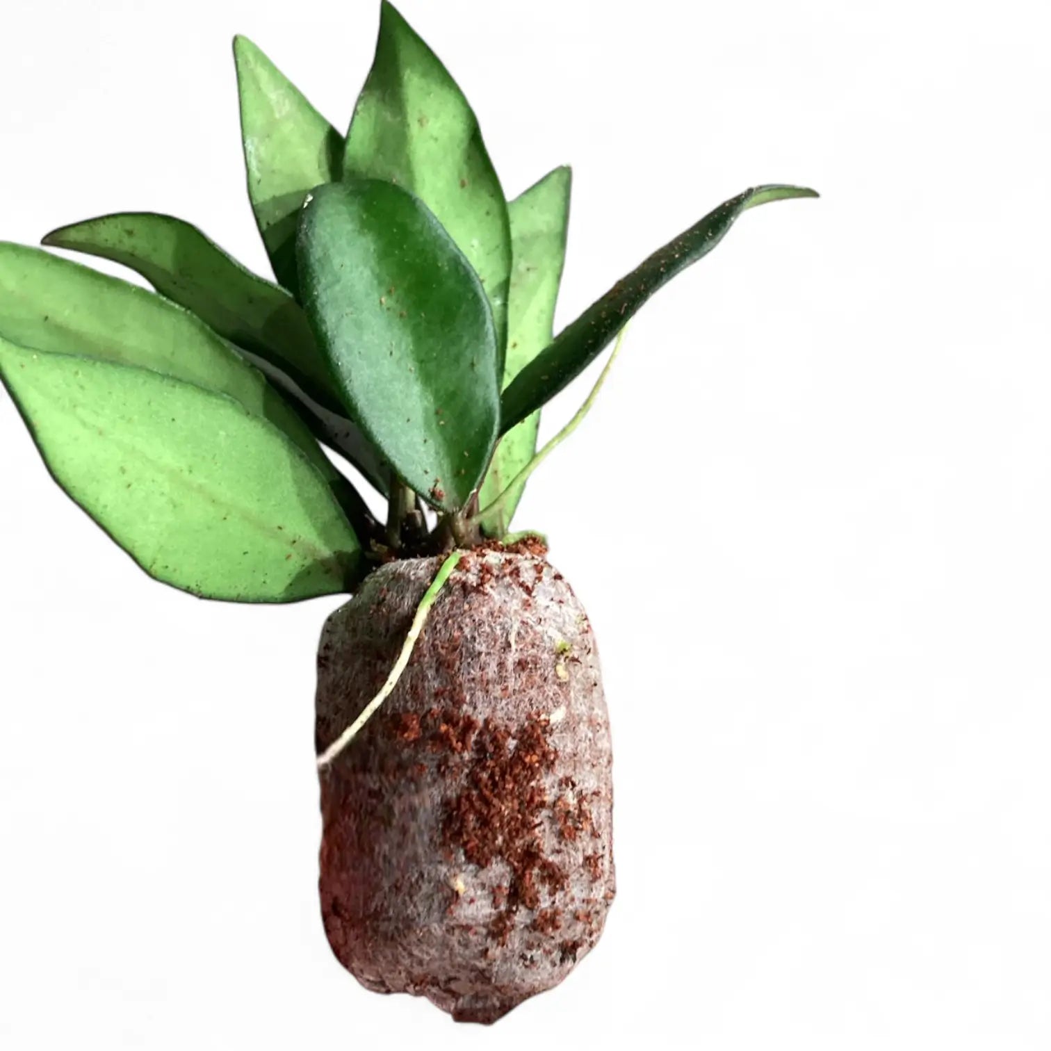 Hoya rosita 'Red Maroon' potted houseplant in nursery pot on white background, product photo 2.