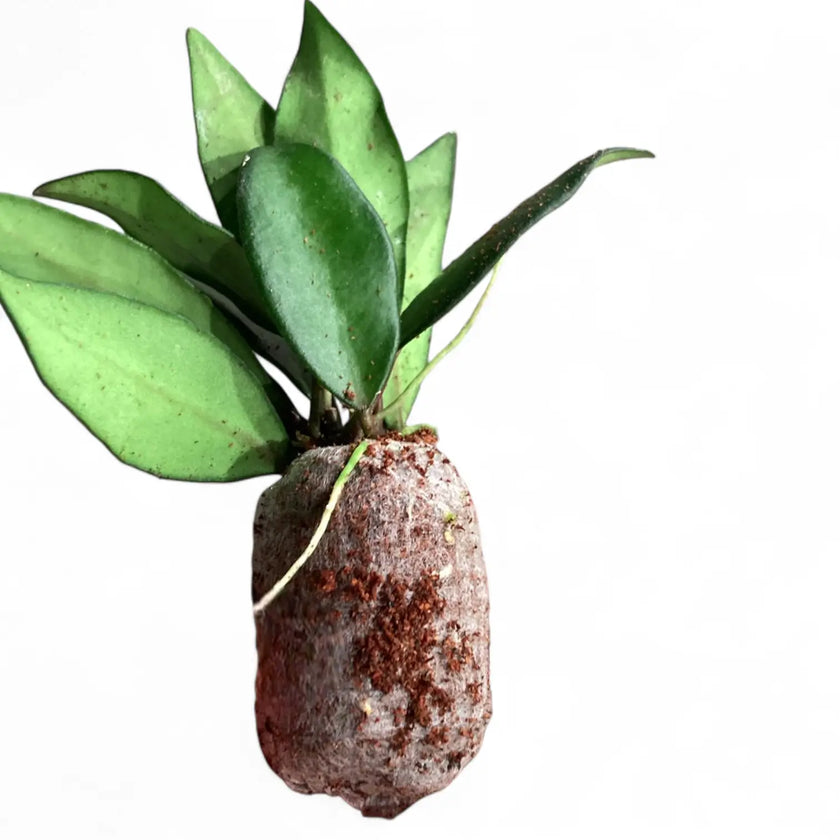 Hoya rosita 'Red Maroon' potted houseplant in nursery pot on white background, product photo 2.