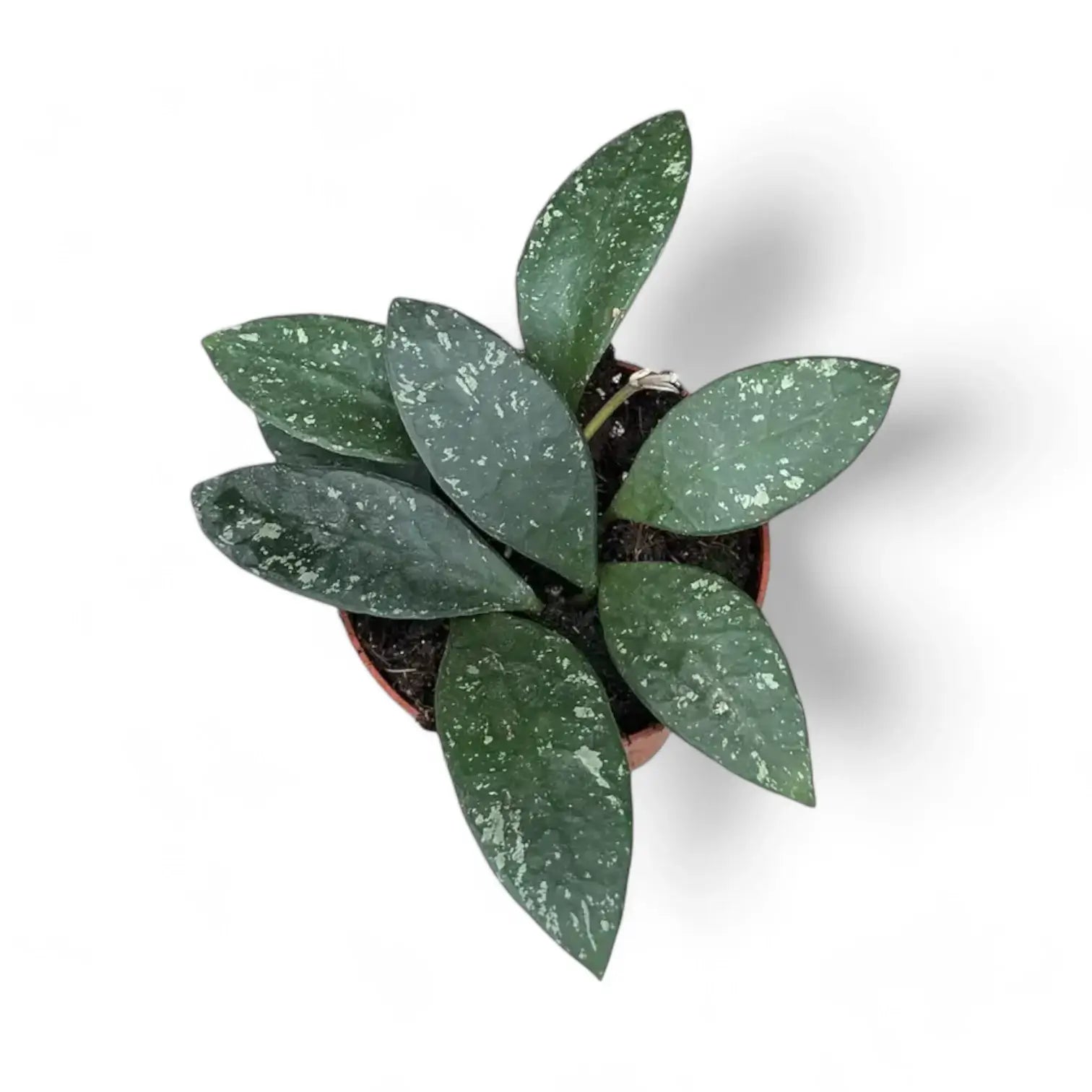 Hoya rundumensis 'Splash' potted houseplant in nursery pot on white background, product photo 5.