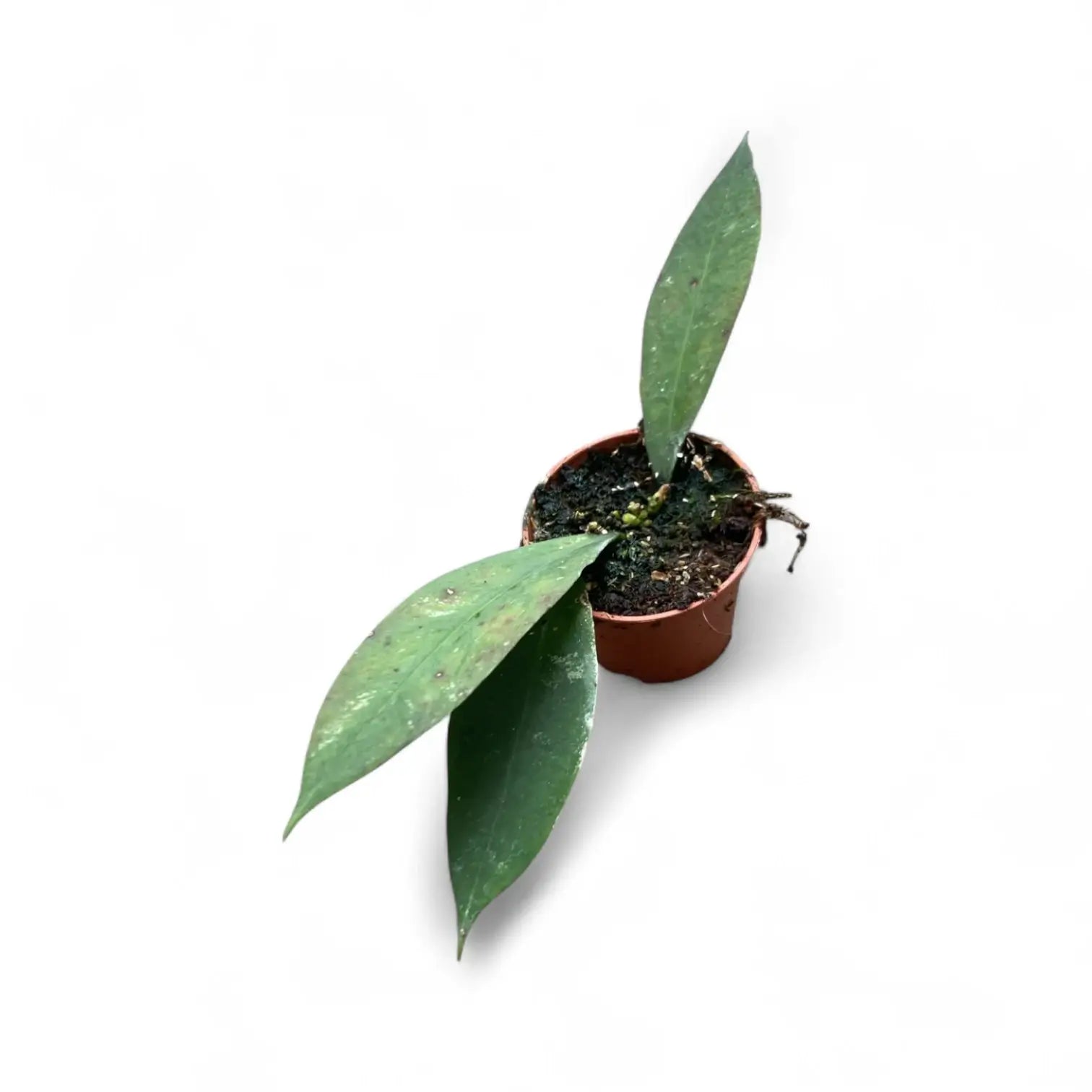 Hoya ruthiae potted houseplant in nursery pot on white background, product photo 2.