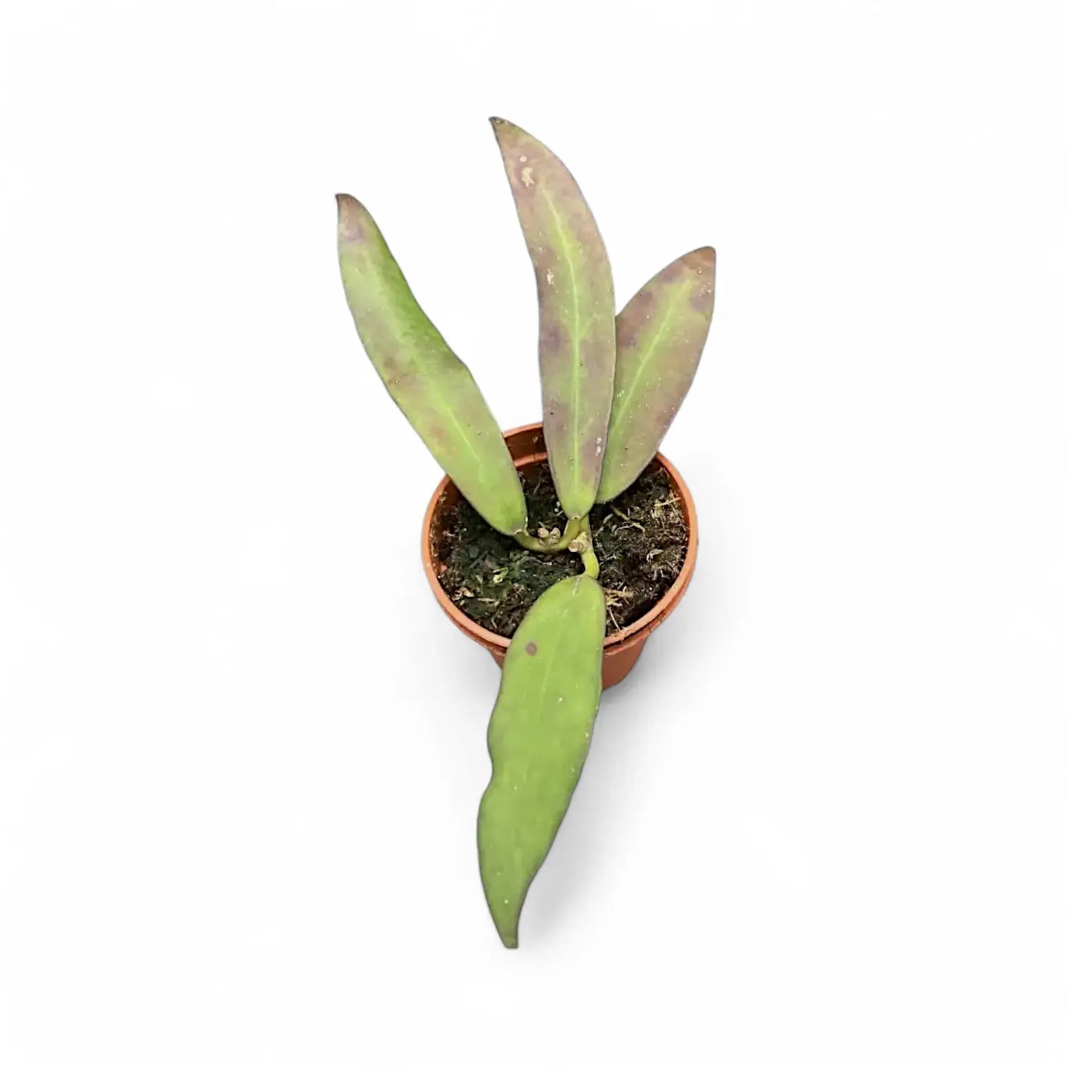 Hoya scortechinii potted houseplant in nursery pot on white background, product photo 2.