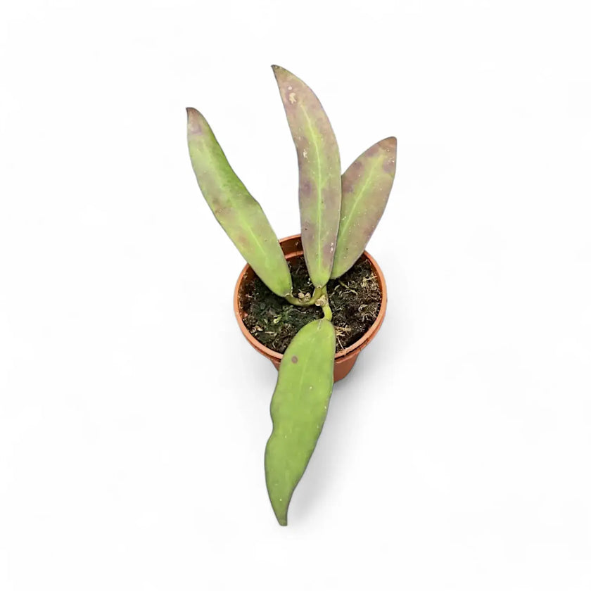 Hoya scortechinii potted houseplant in nursery pot on white background, product photo 2.