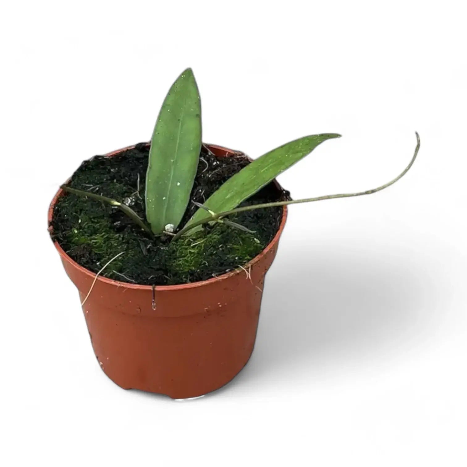 Hoya scortechinii potted houseplant in nursery pot on white background, product photo 3.