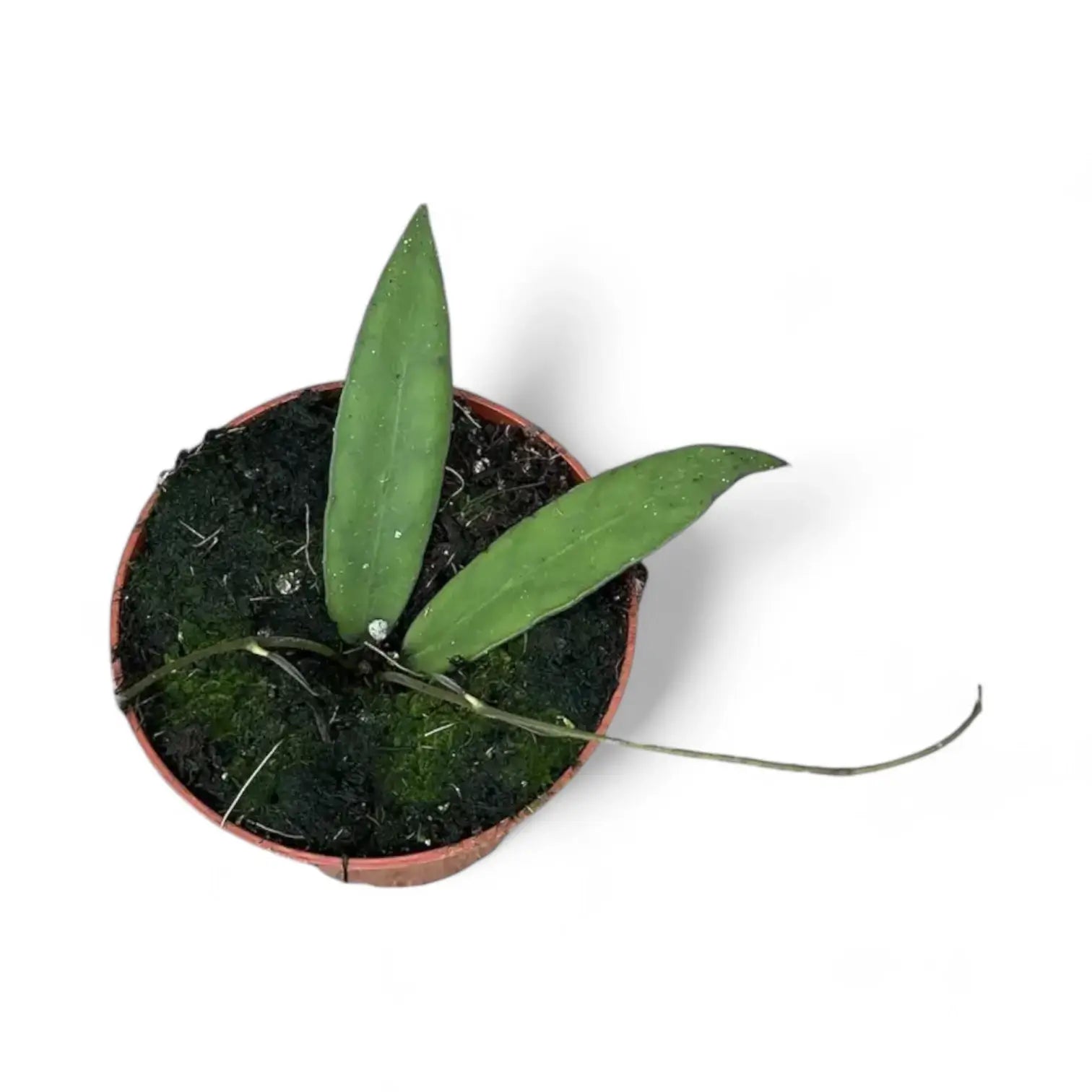 Hoya scortechinii potted houseplant in nursery pot on white background, product photo 4.