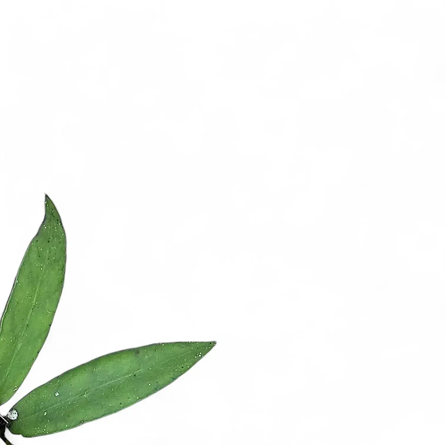 Hoya scortechinii potted houseplant in nursery pot on white background, product photo 5.