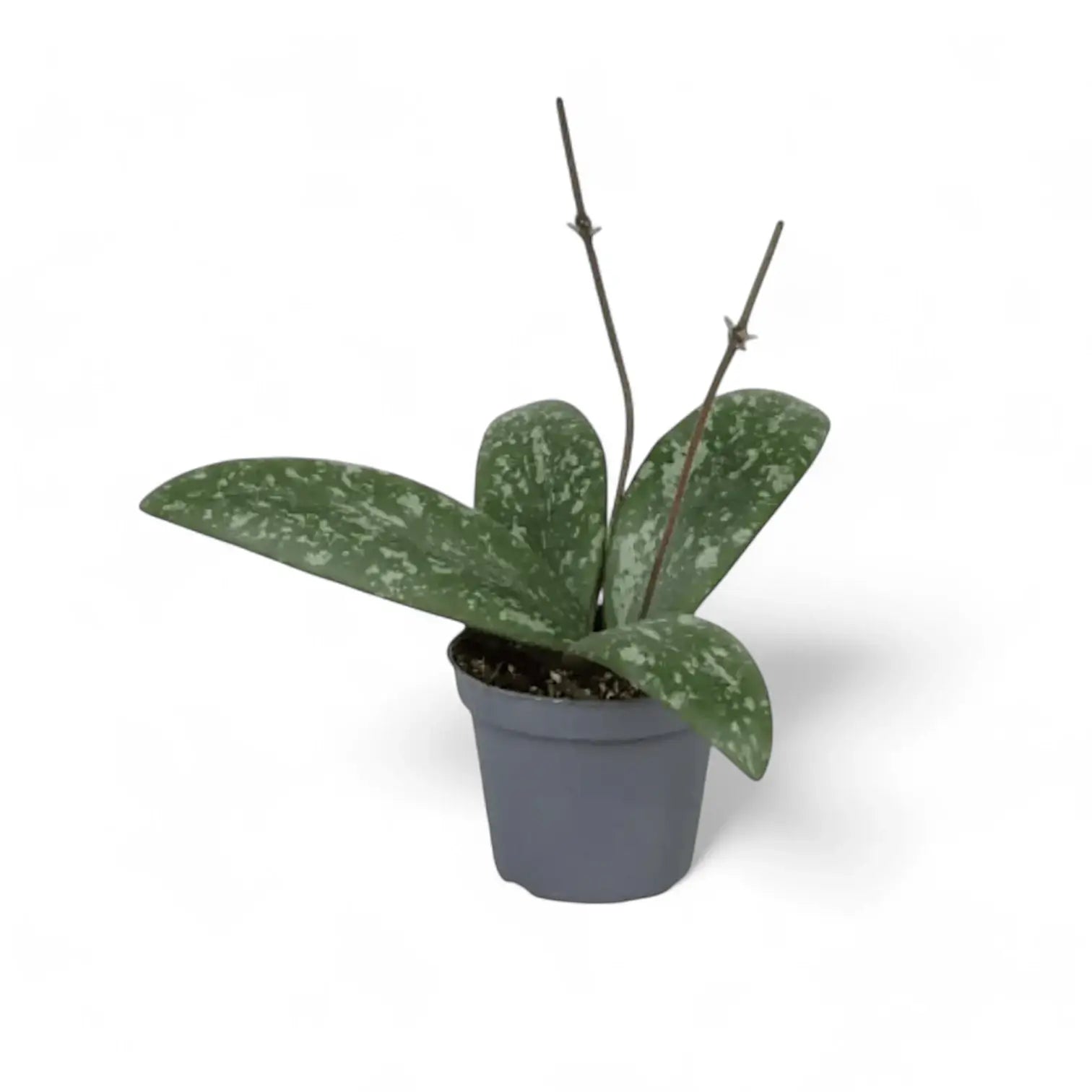 Hoya sigillatis potted houseplant in nursery pot on white background, product photo 2.