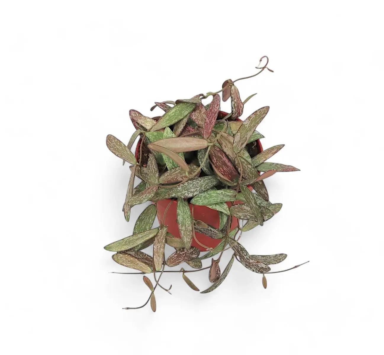 Hoya sigillatis potted houseplant in nursery pot on white background, product photo 3.