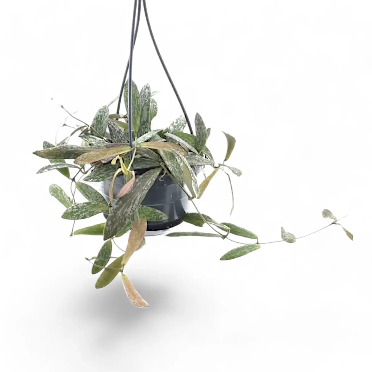 Hoya sigillatis potted houseplant in nursery pot on white background, product photo 5.