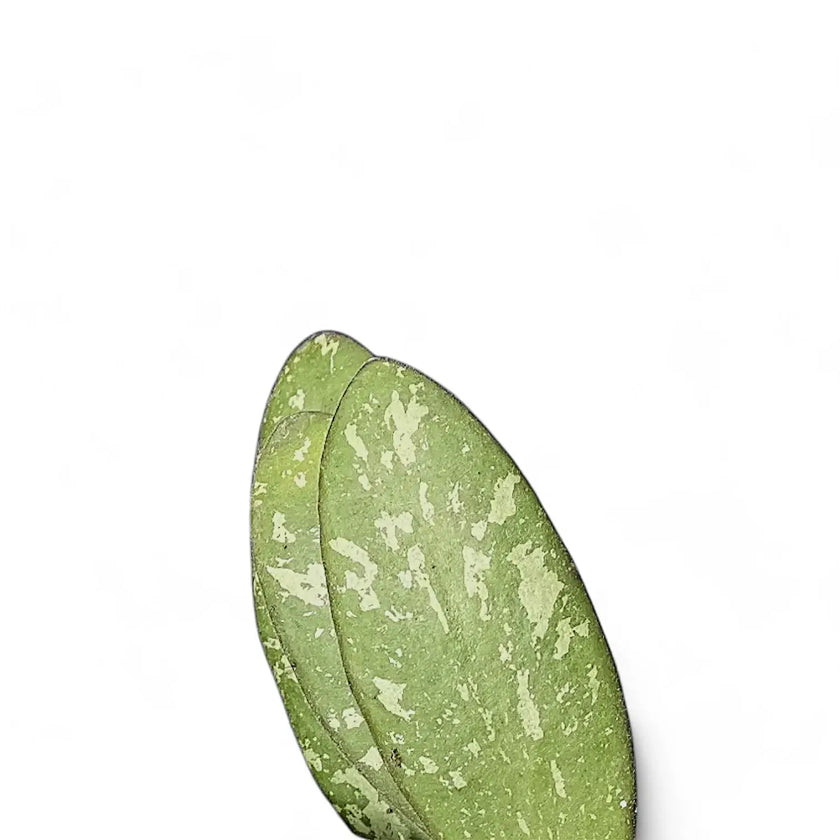 Hoya sigillatis AH004 leaf close-up on white background.