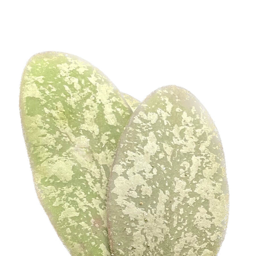 Hoya sigillatis 'Silver' (AH001) leaf close-up on white background.