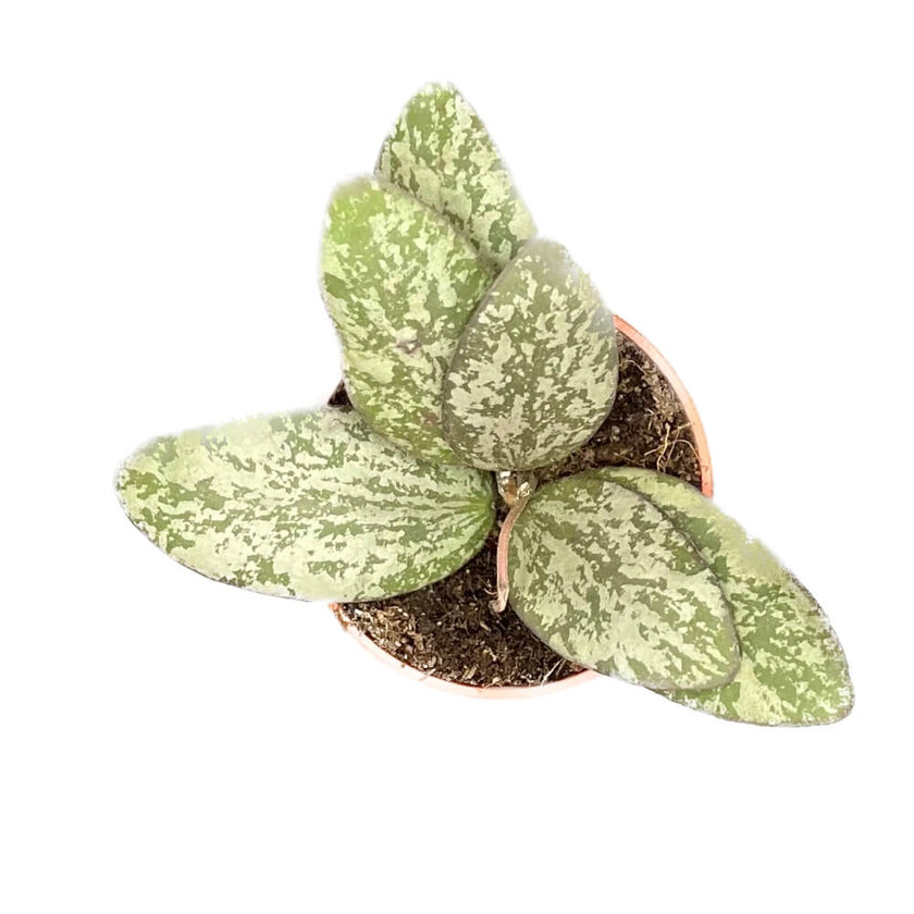 Hoya sigillatis 'Silver' (AH001) potted houseplant in nursery pot on white background, product photo 2.