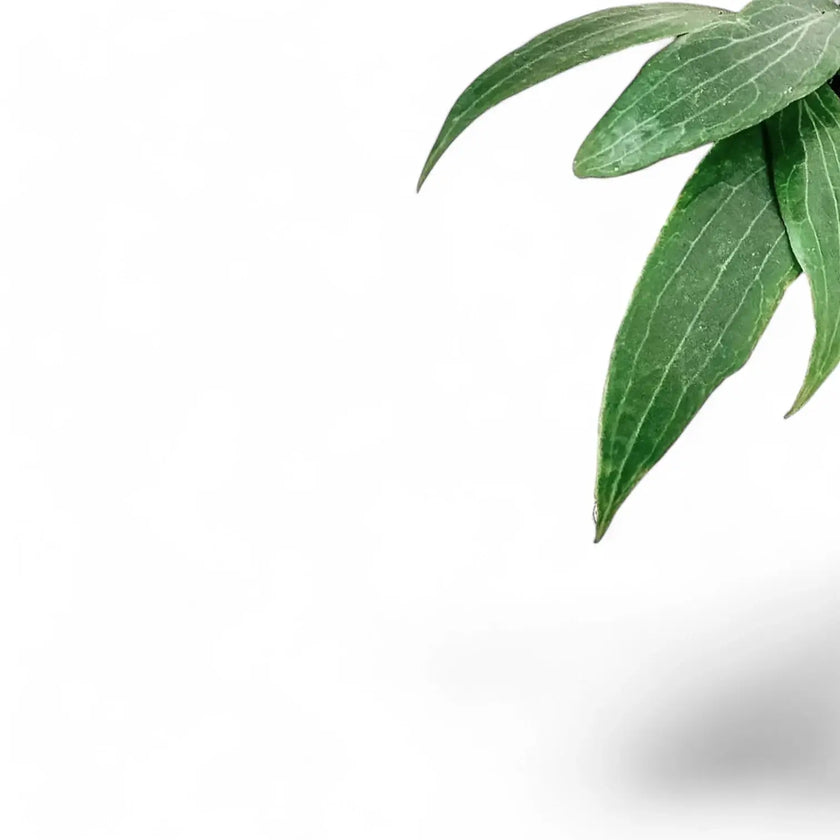 Hoya soligamiana leaf close-up on white background.