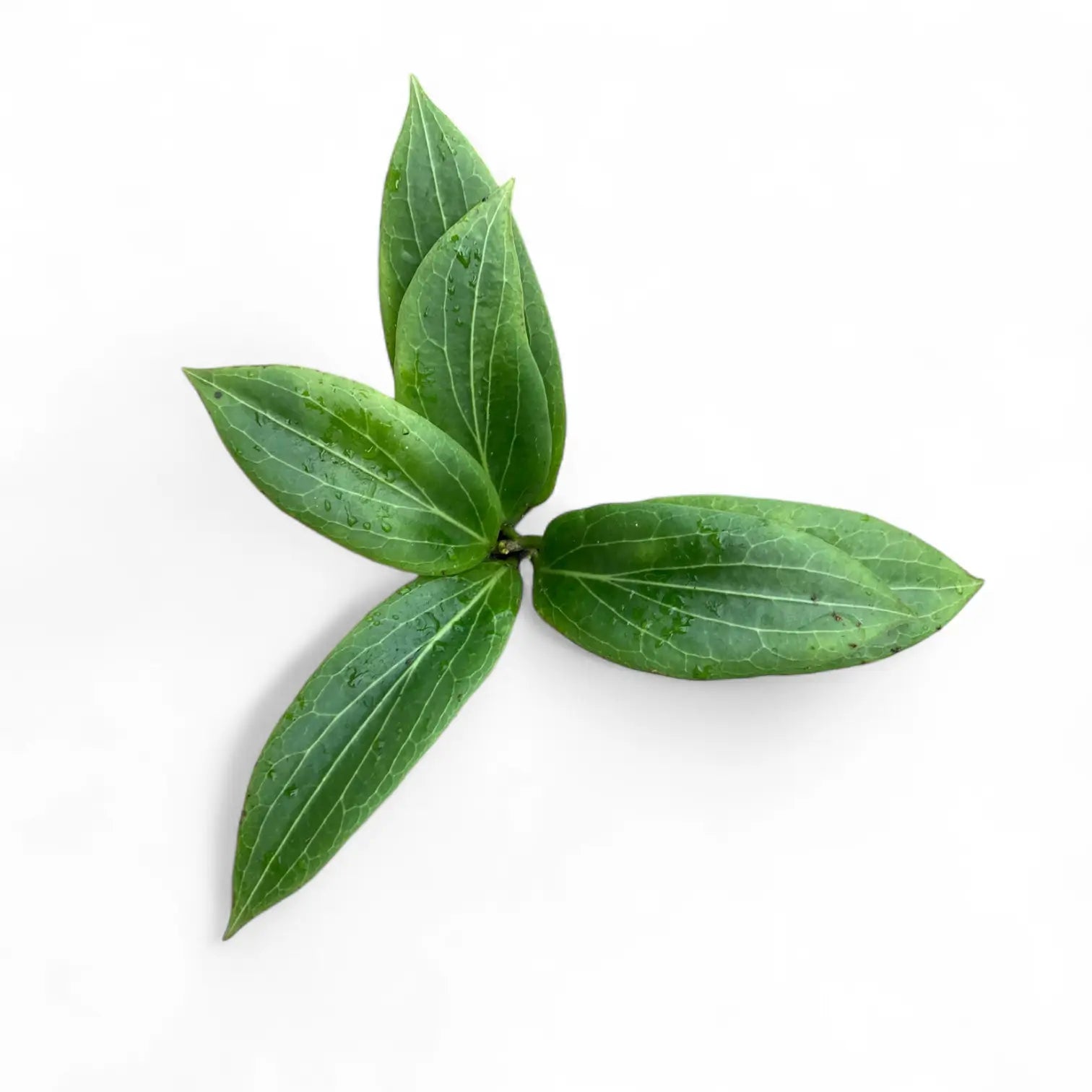 Hoya soligamiana potted houseplant in nursery pot on white background, product photo 2.