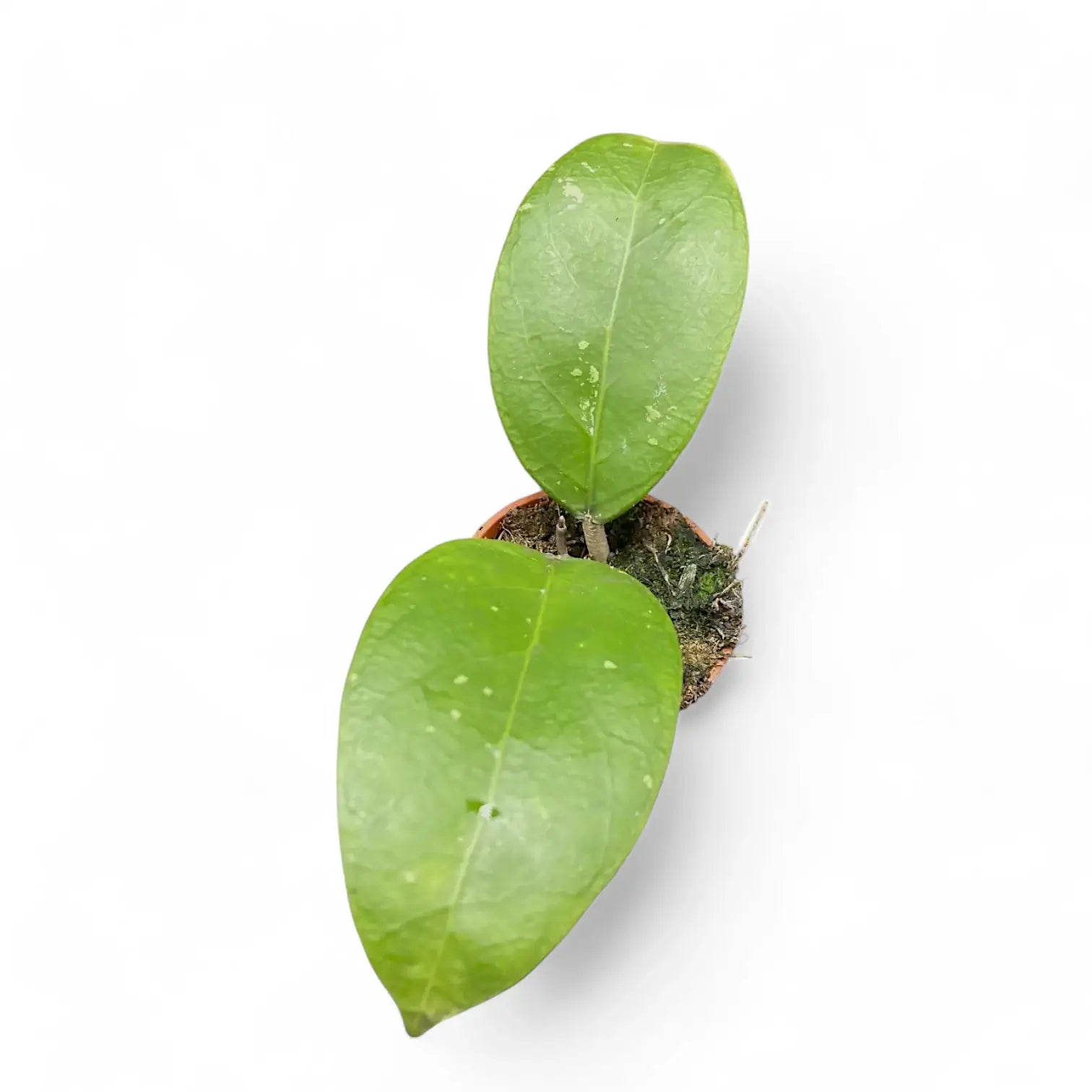 Hoya sp. Aceh potted houseplant in nursery pot on white background, product photo 2.