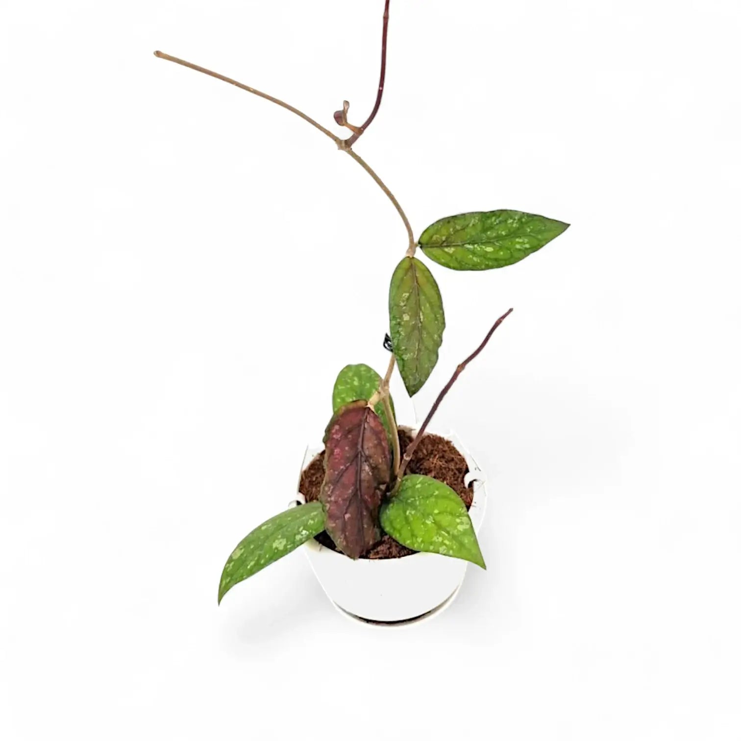 Hoya sp. Gayo potted houseplant in nursery pot on white background, product photo 4.