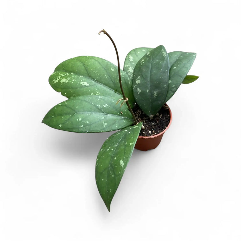 Hoya sp. Gayo (Clone 1) potted houseplant in nursery pot on white background, product photo 2.