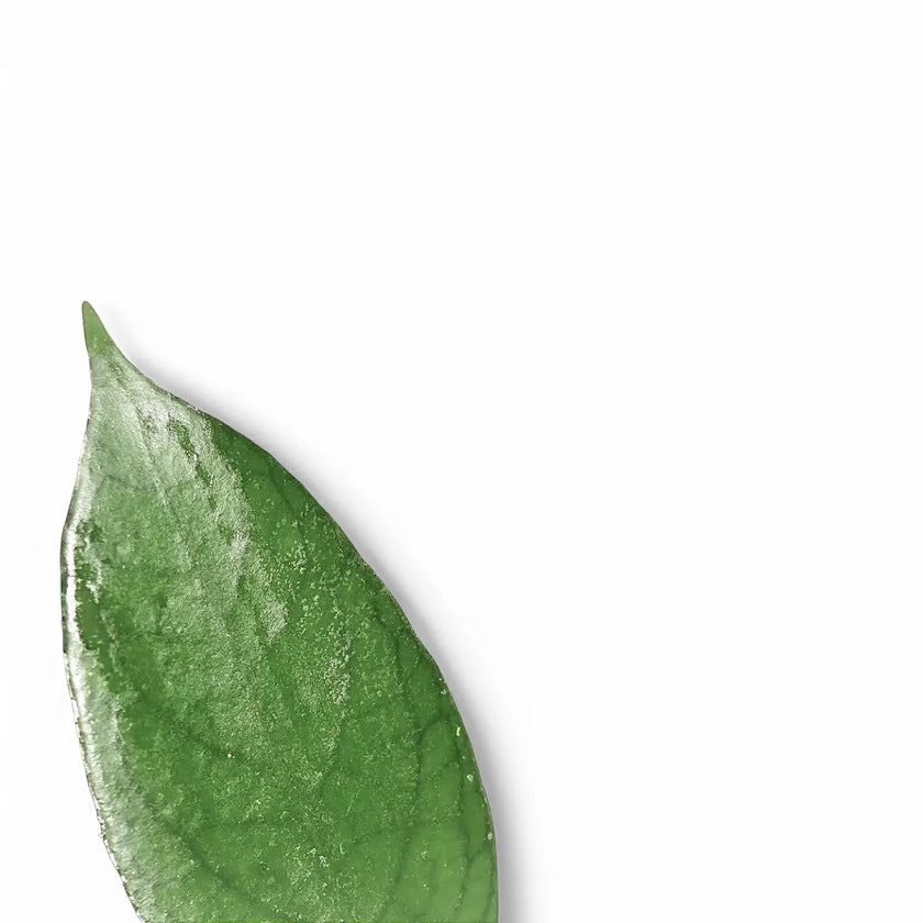 Hoya sp. Kho Resus Sunda Hang leaf close-up on white background.